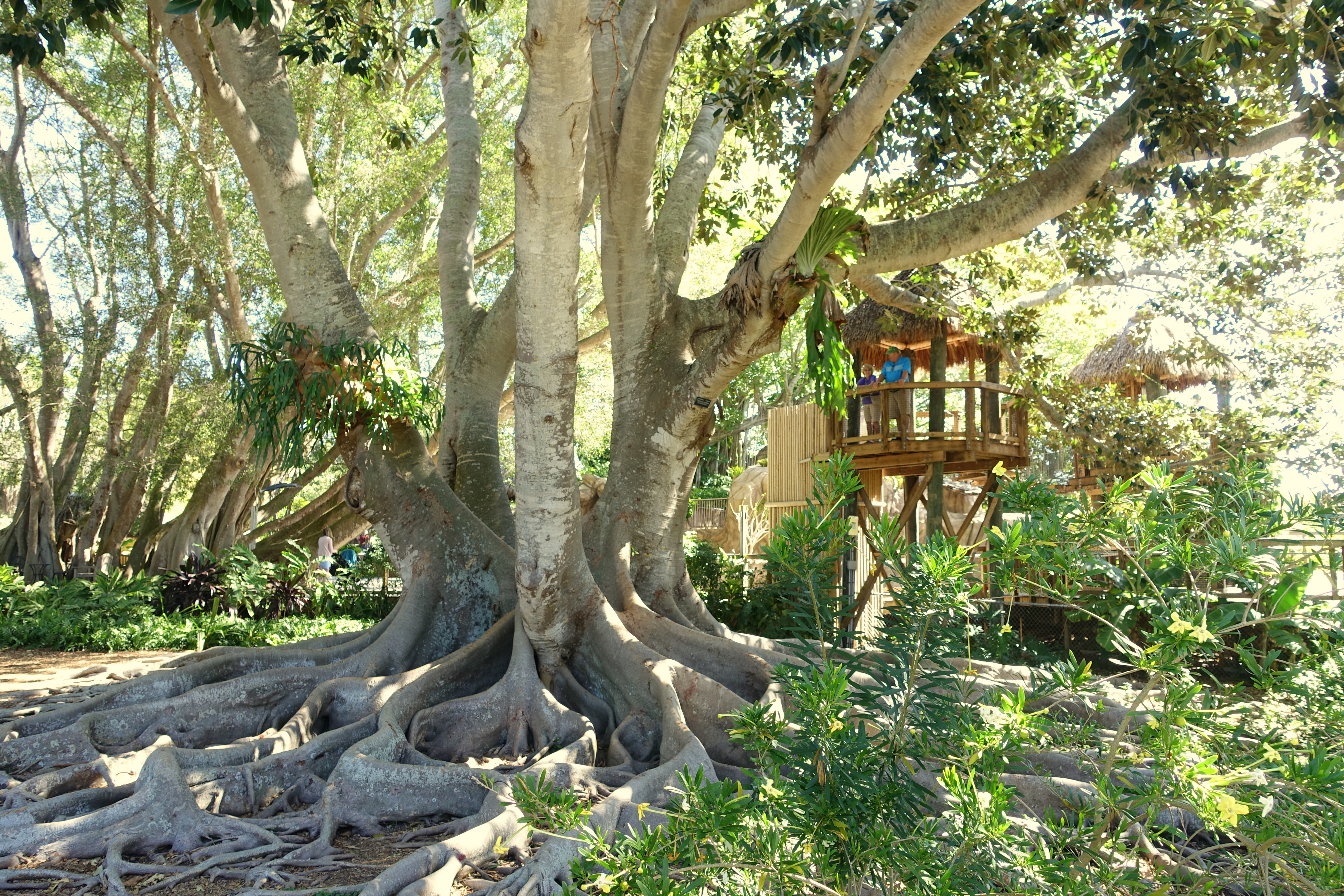 A massive banyan tree with sprawling roots and a wooden treehouse in its canopy.