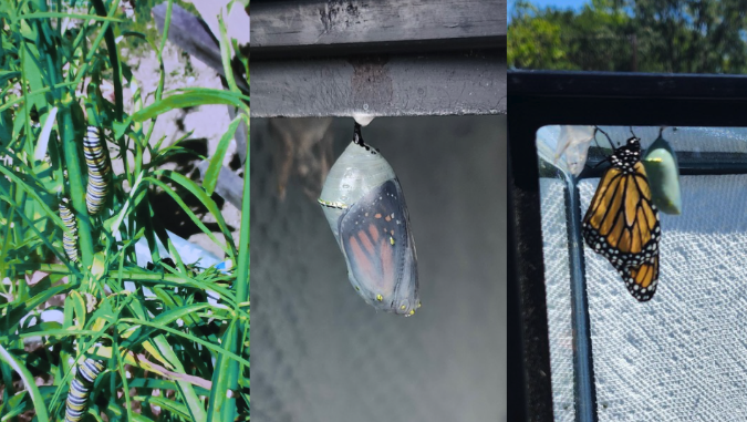 Three-panel photo showing the Monarch butterfly life cycle in Bob's garden plot: a striped caterpillar feeding on a milkweed leaf, a jade-green chrysalis hanging from a wooden beam, and an orange-and-black adult Monarch emerging beside its empty chrysalis.