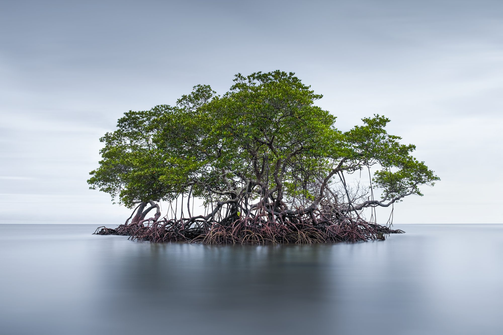 This is the beauty of a surviving mangroves after the hit of Odette storm in local beach in Barangay Cayhagan, Sipalay City, Negros Occidental last December 2021.