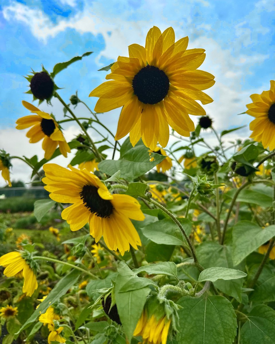 Rows of tall yellow sunflowers in bloom against a partly cloudy sky.