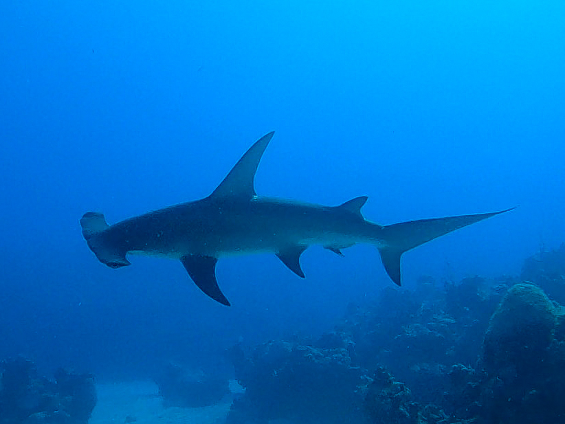 A great hammerhead shark swims above a coral reef in clear blue water.