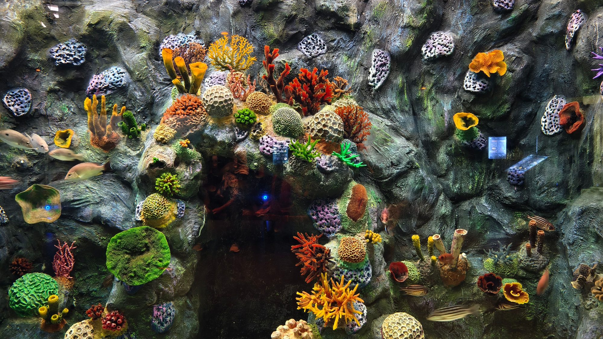 Colorful coral reef with diverse marine life in an aquarium setting.