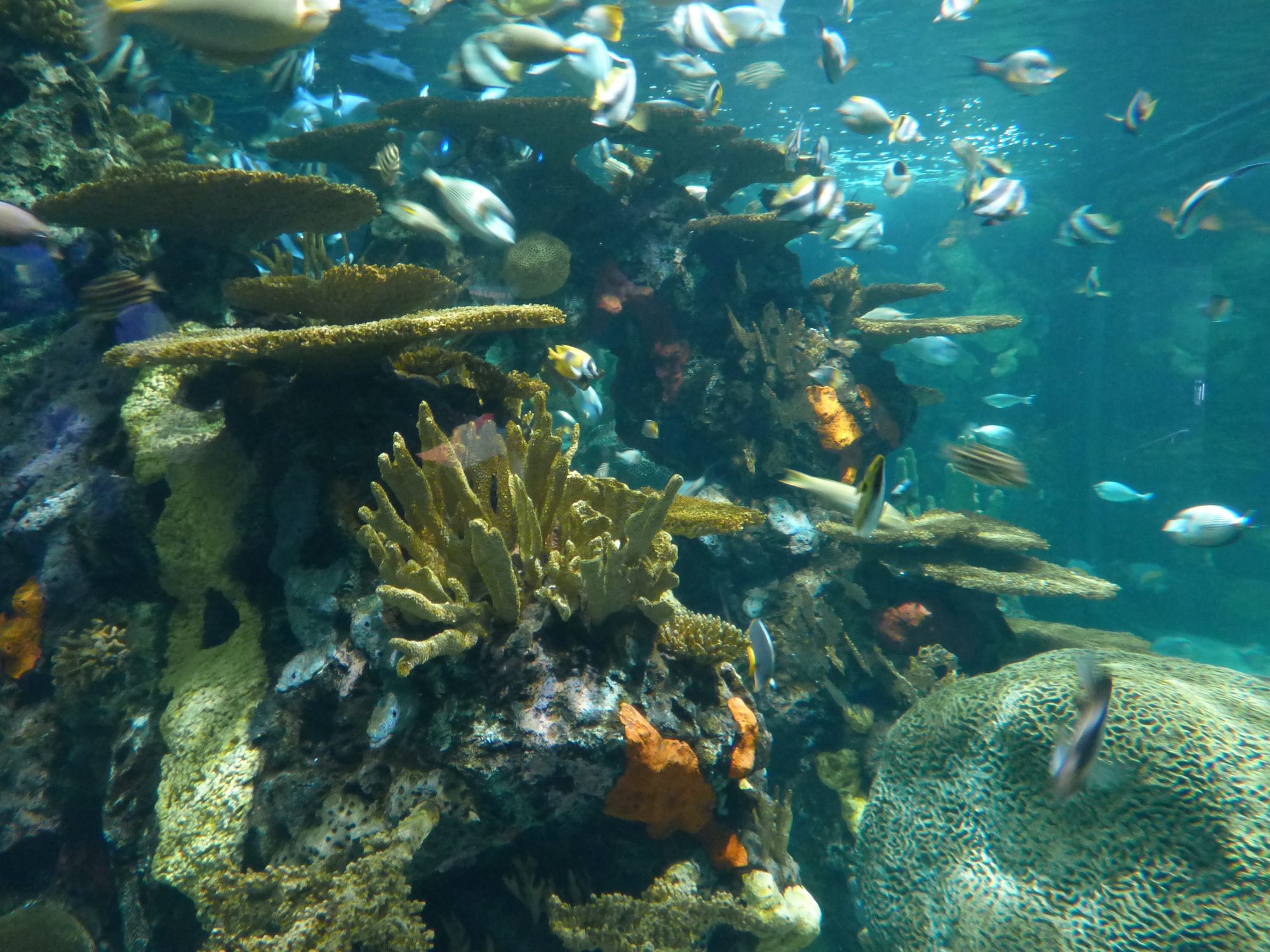 Artificial coral reef in Ripley's Aquarium, Myrtle Beach
