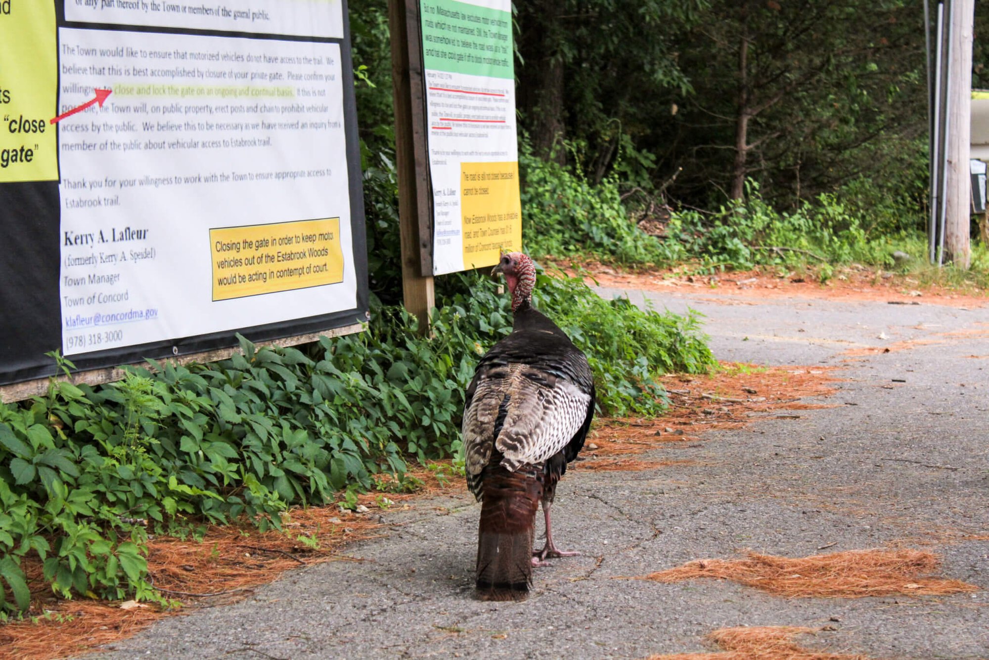 A wild turkey stands on a paved path in front of a bulletin board covered with printed notices.