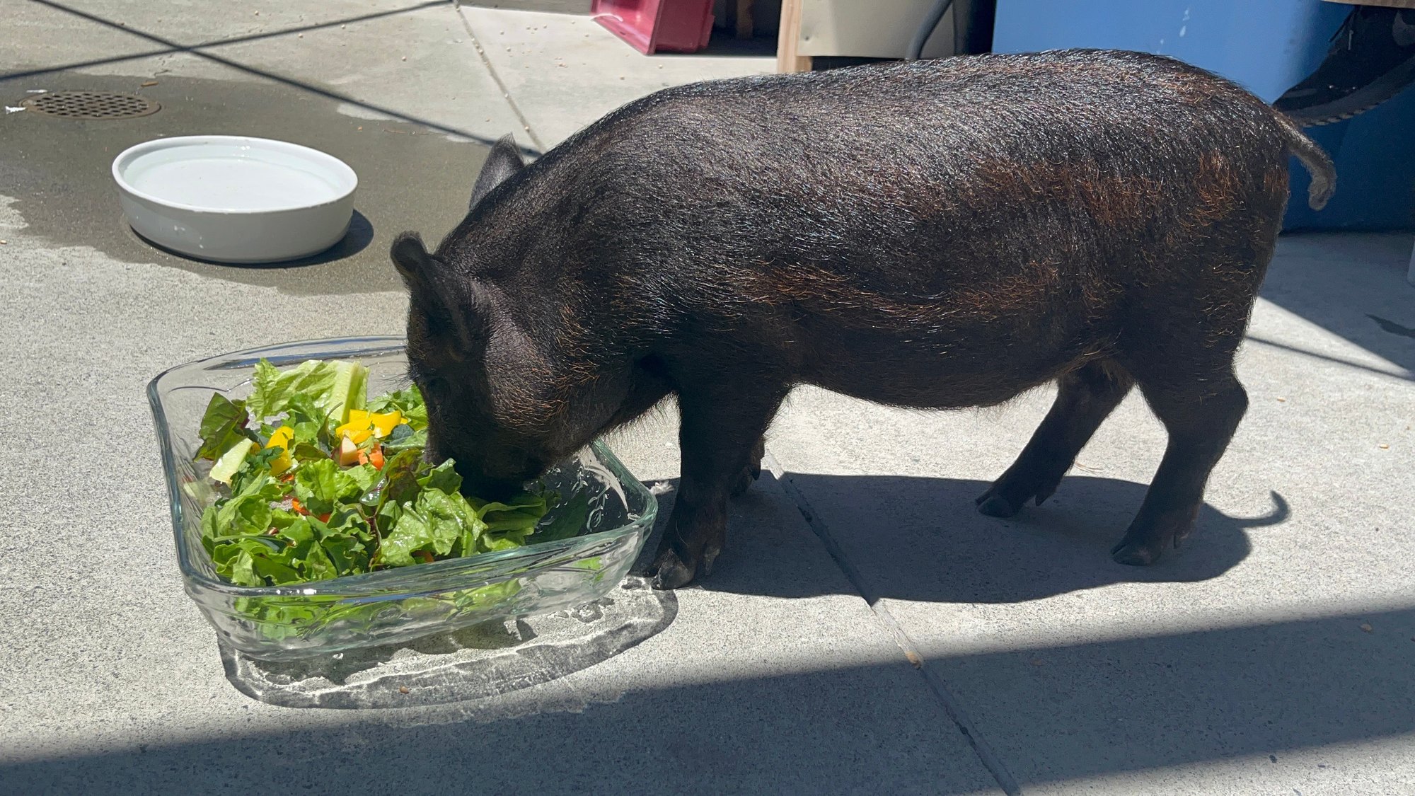 A small black pig eats leafy greens from a large glass bowl on a concrete surface.