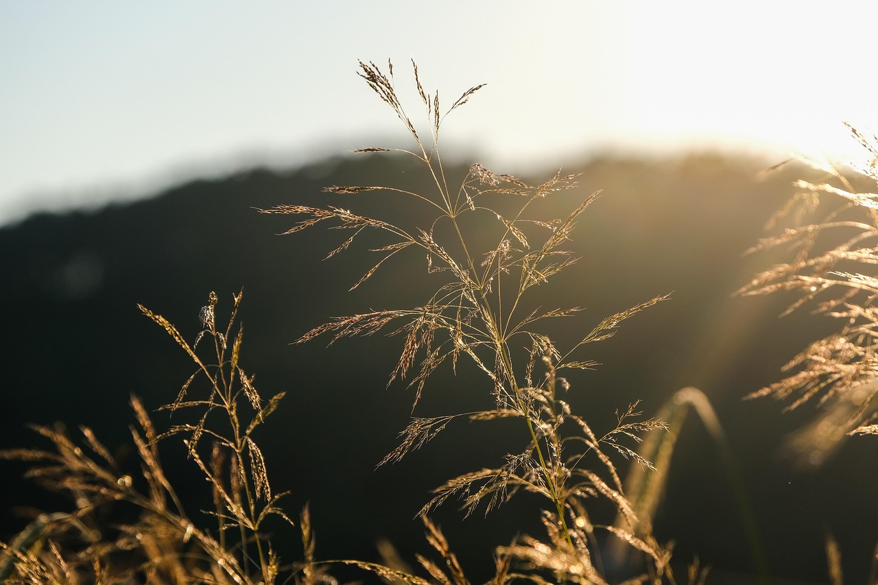 Grass, dry grass, wild plant, sunset, nature, grass, grass, grass, grass, grass