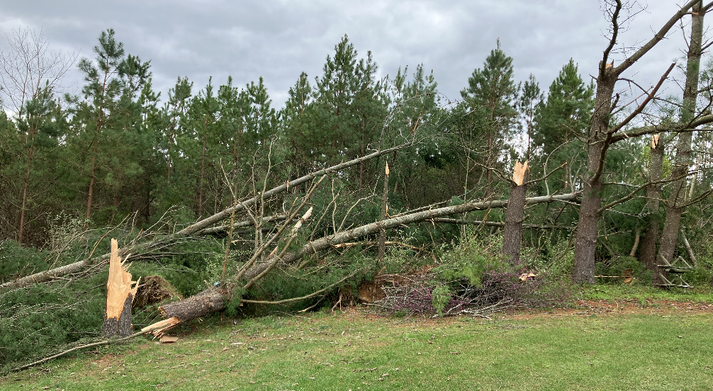 Several large pine trees snapped and toppled onto a grassy lawn under overcast skies.