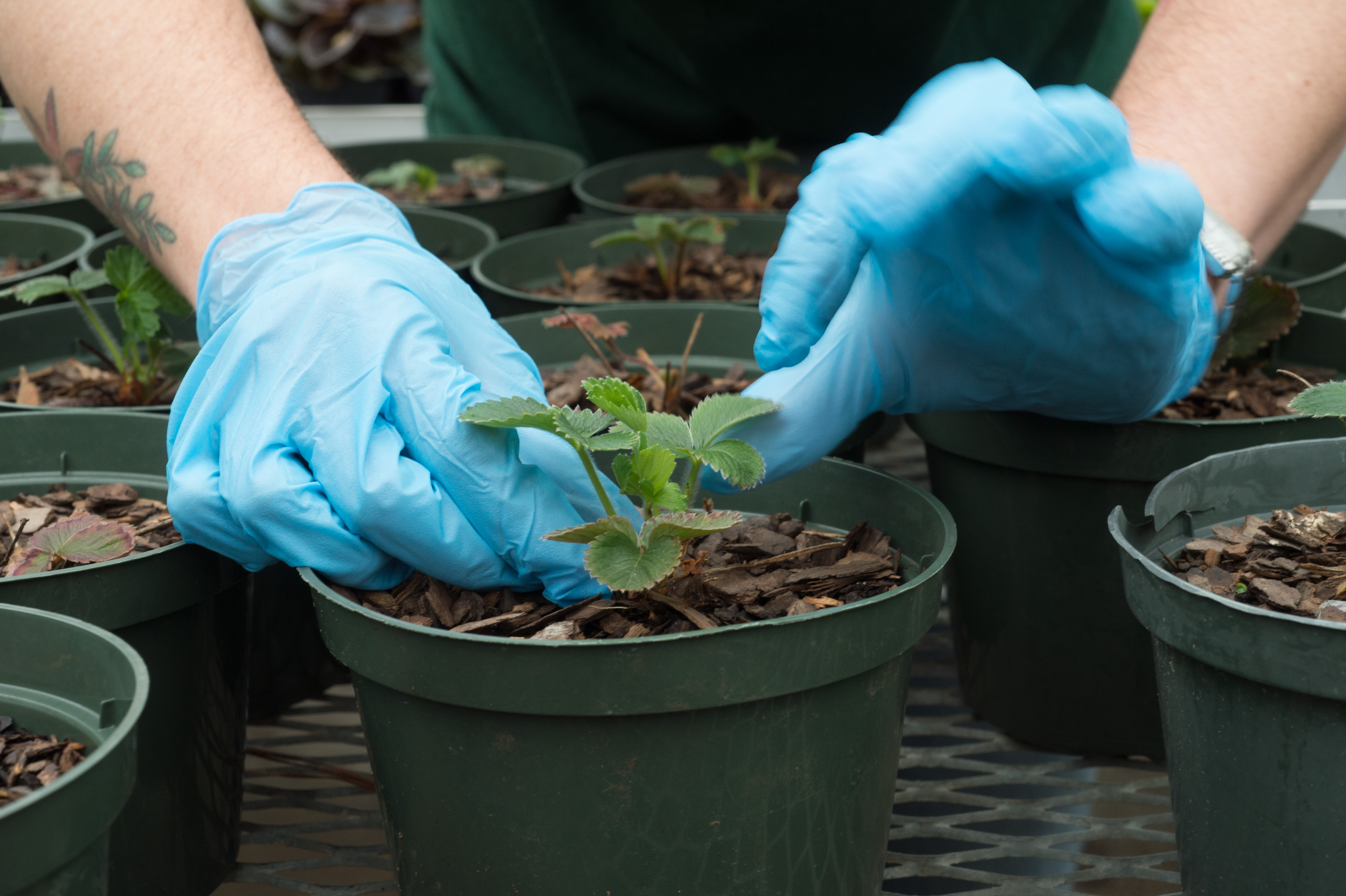 A gloved student tends to small potted plants in a college greenhouse.