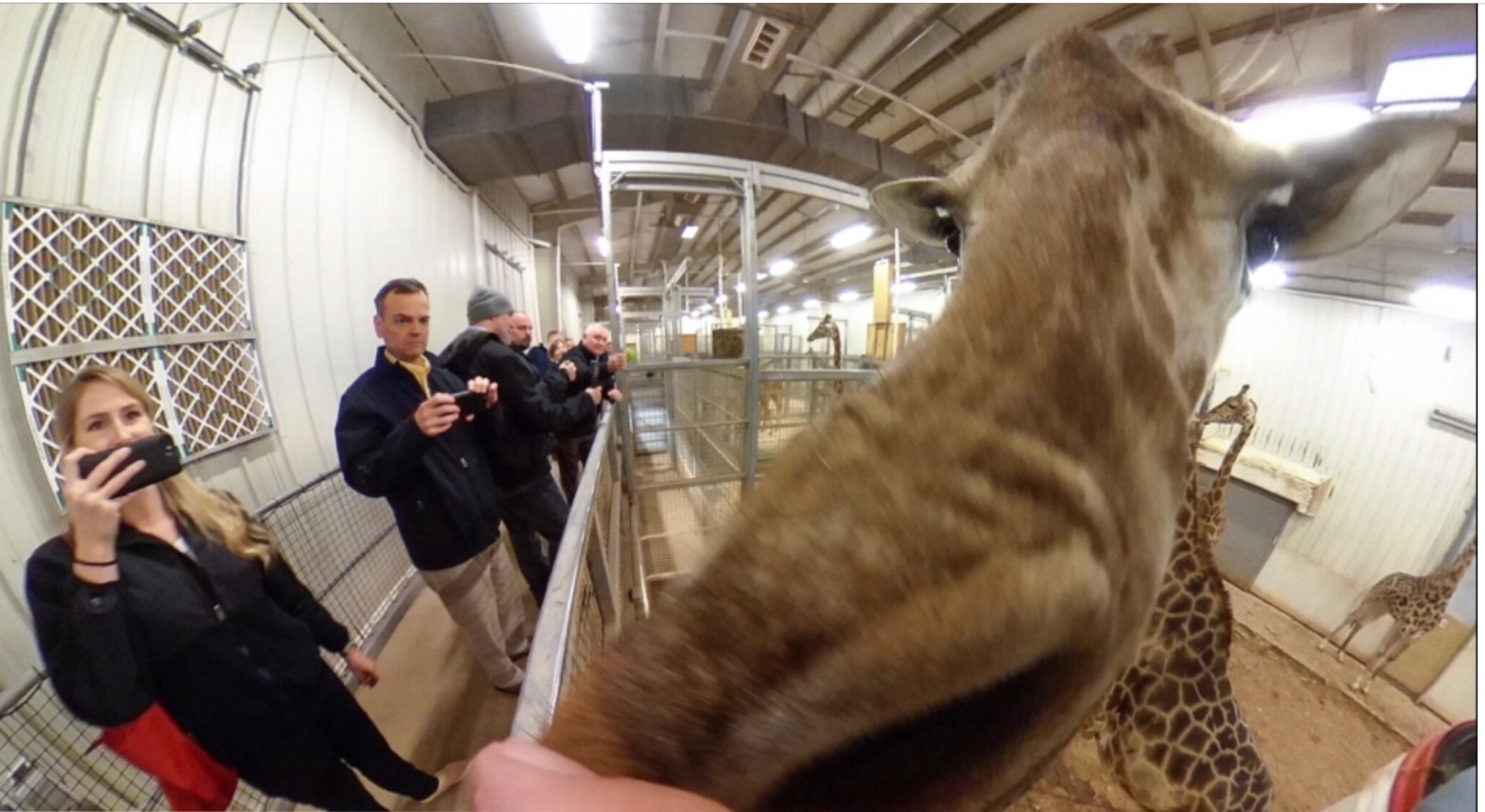 A giraffe leans toward visitors inside an indoor zoo enclosure while guests photograph it.