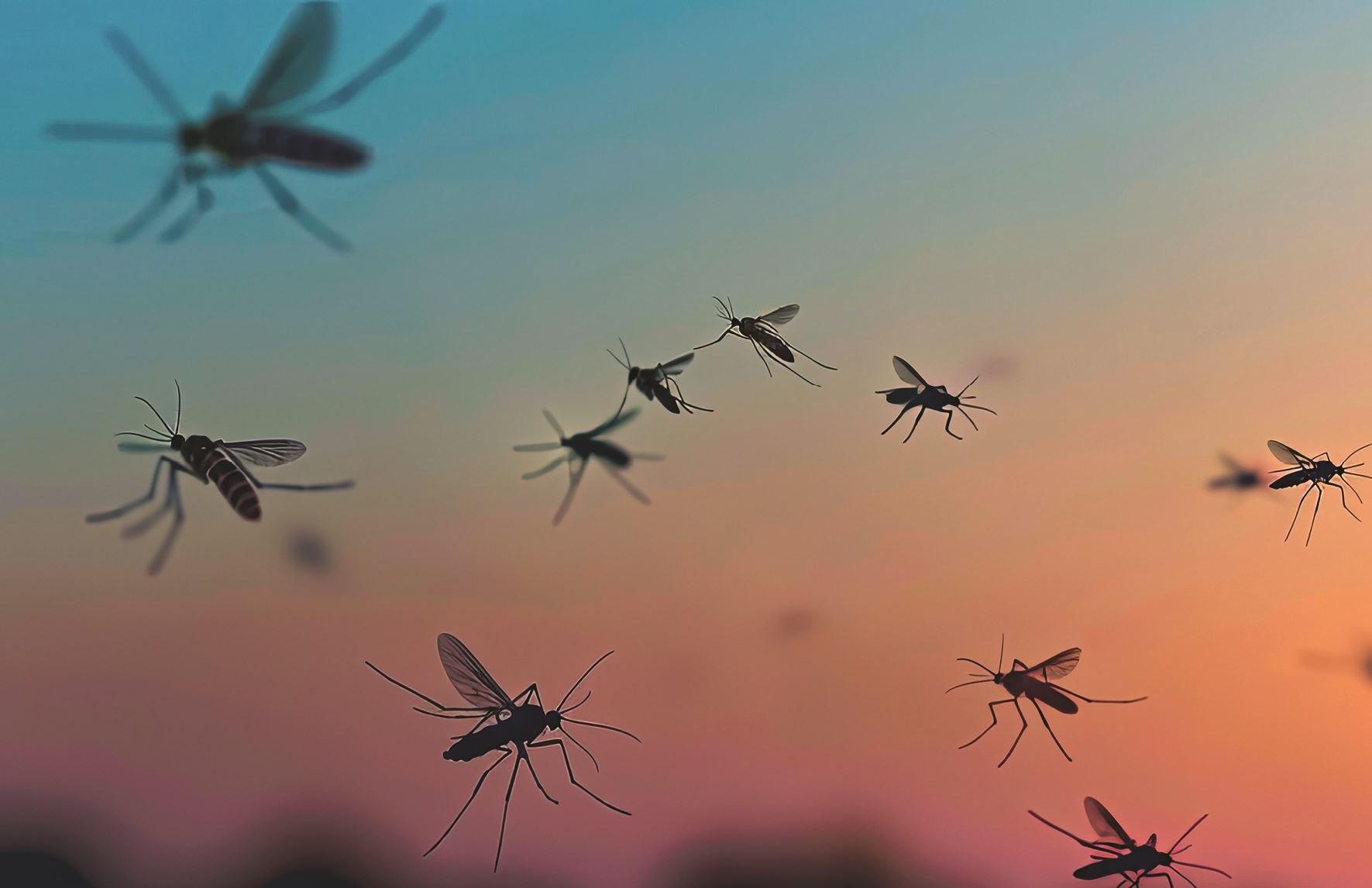 Several mosquitoes silhouetted in flight against a dusk sky.