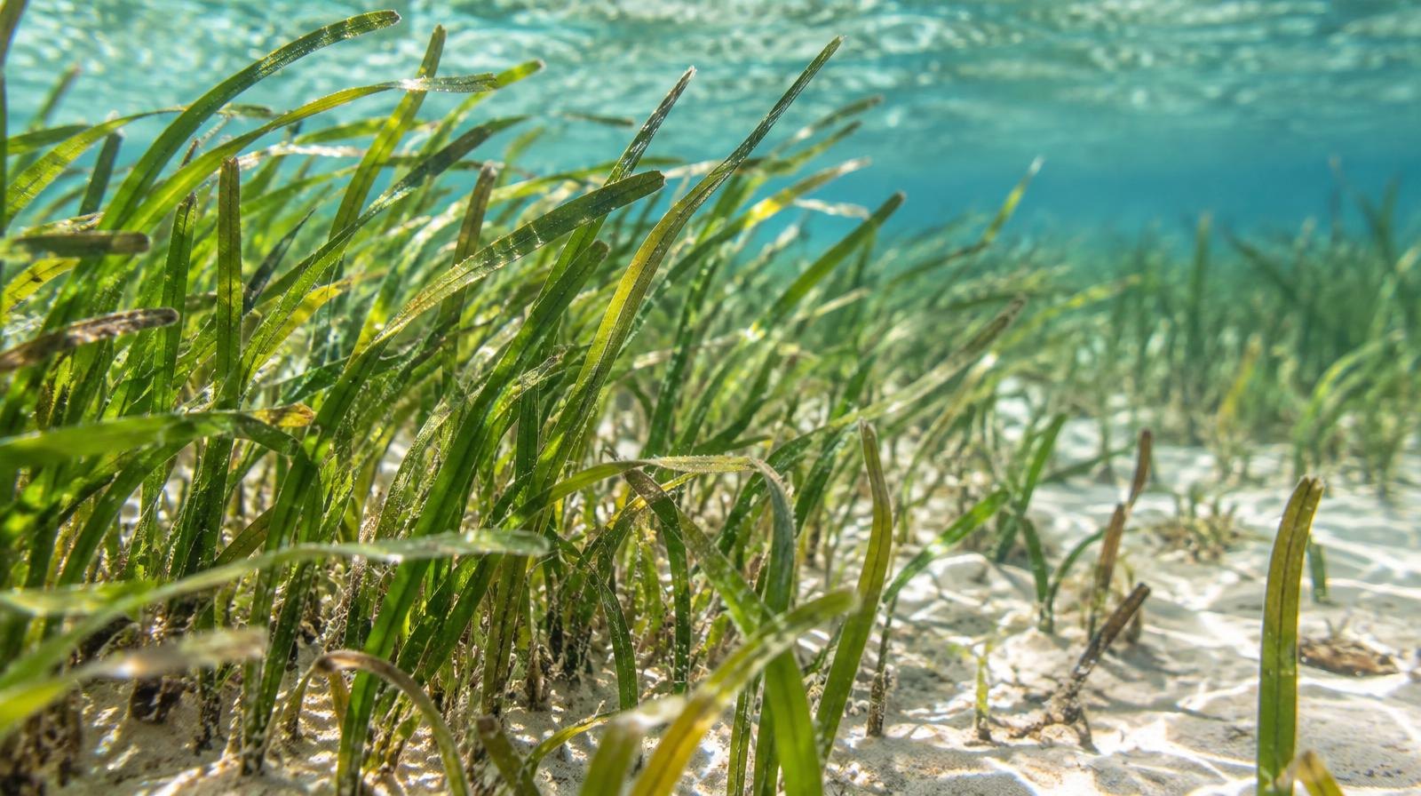 Green seagrass blades growing on a sandy floor in shallow, sunlit water.