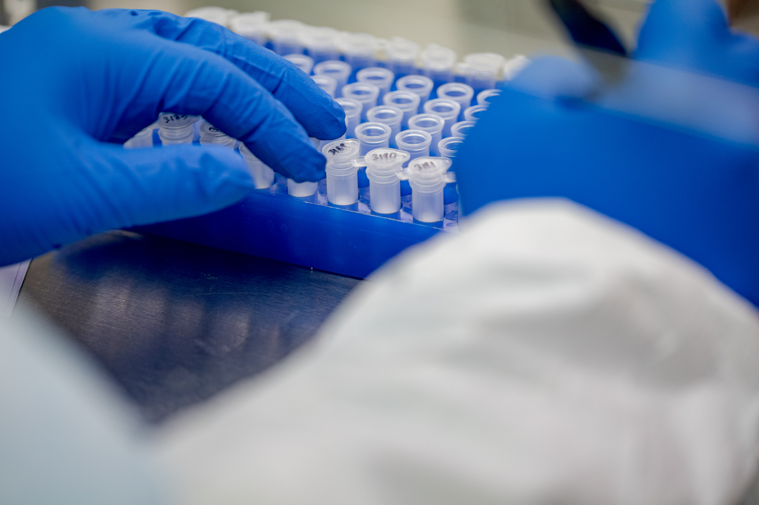 Gloved hands place small white vials into a blue laboratory sample rack.