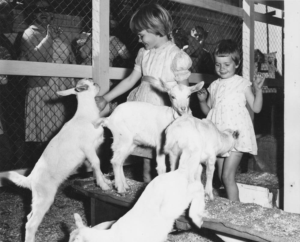 Two young girls petting white baby goats inside a fenced enclosure.