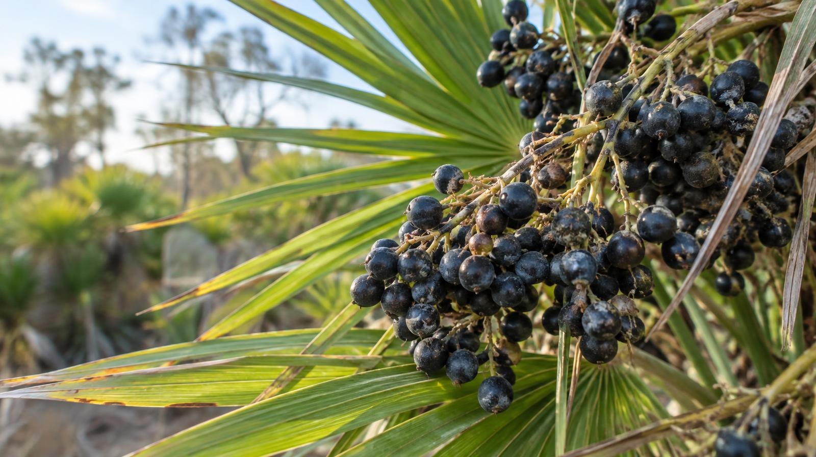 Close-up of dark ripe saw palmetto berries on a fan-shaped frond.