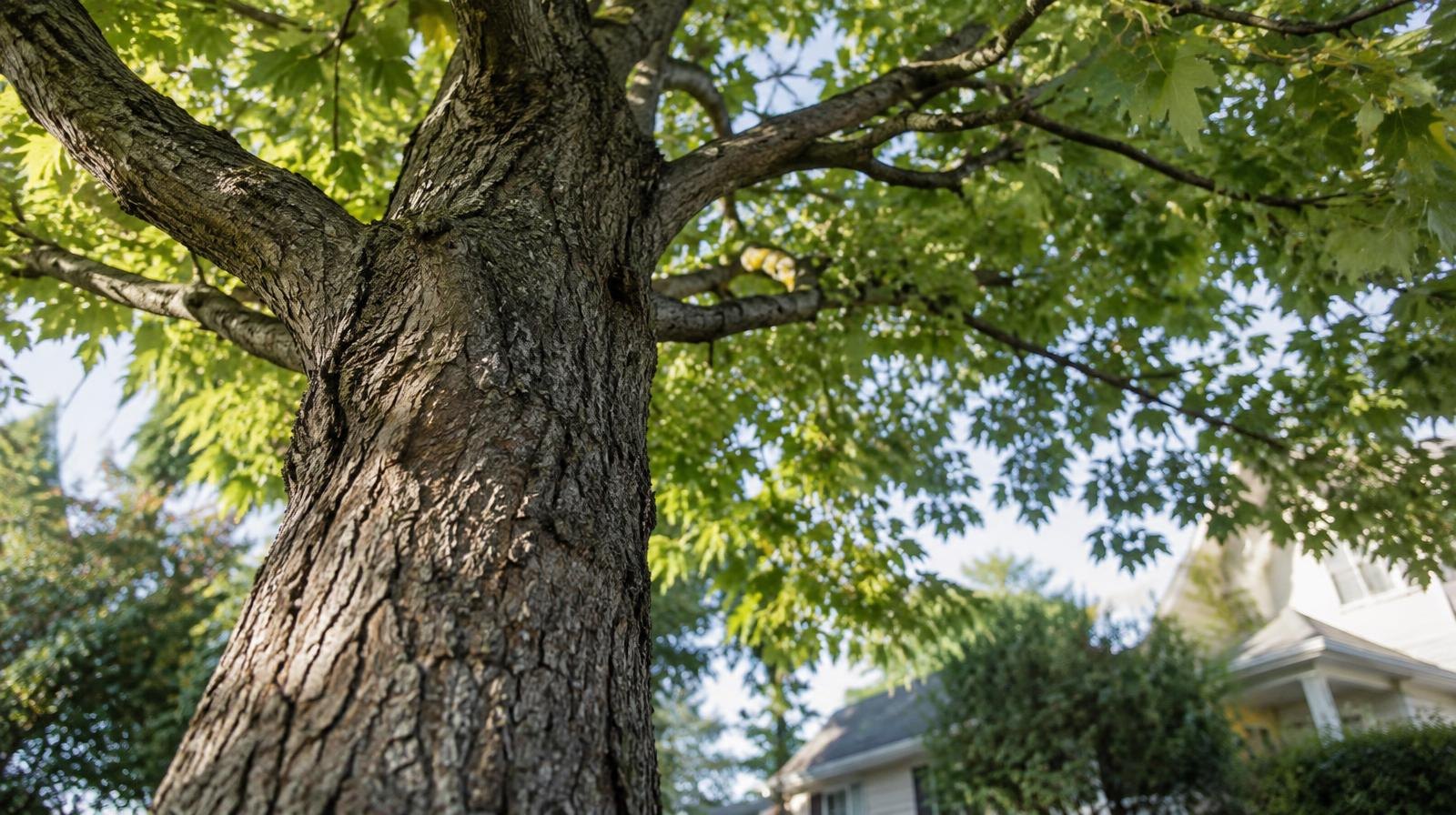 Large mature deciduous tree with wide trunk viewed from below through the canopy.