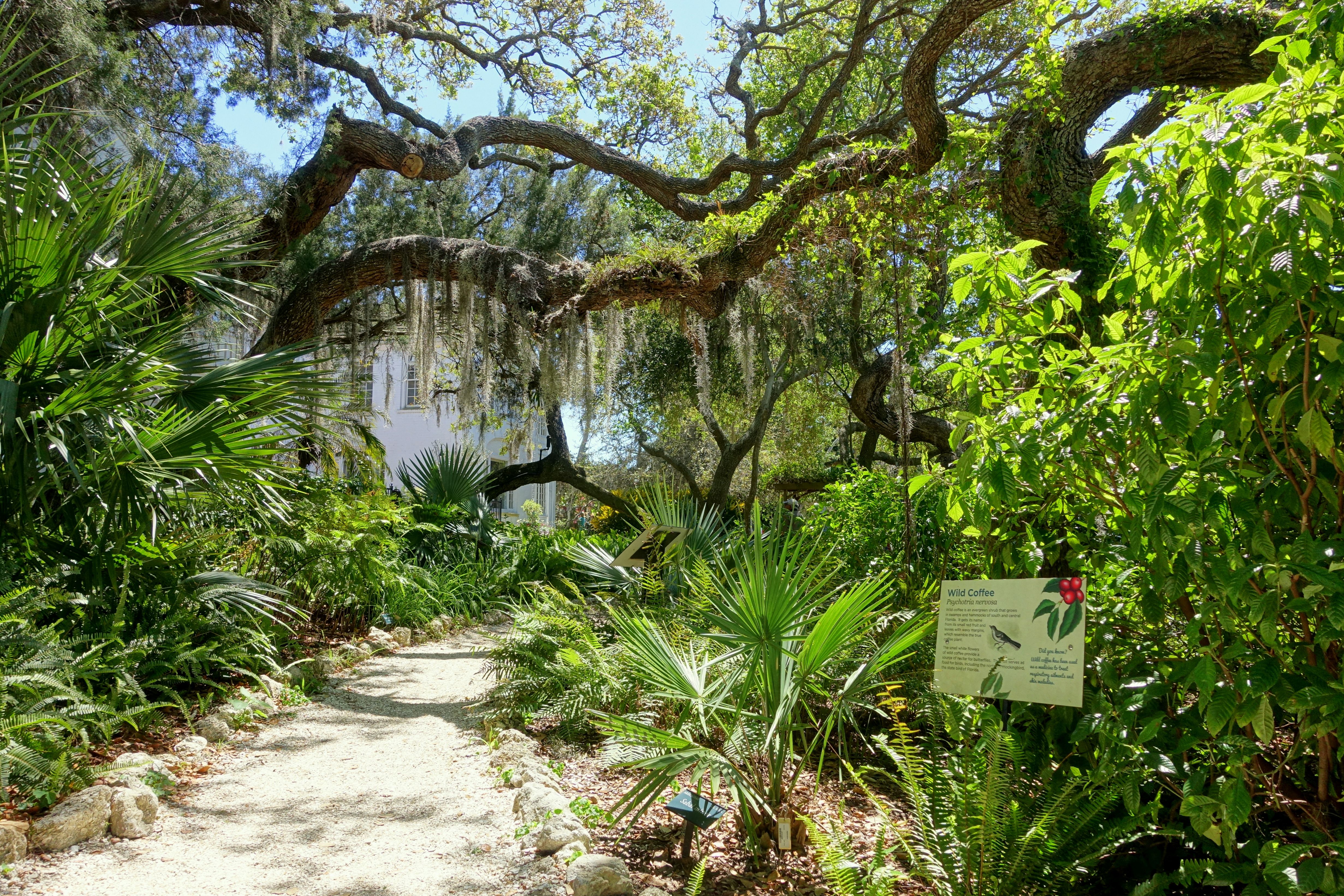 A winding gravel path through palm fronds and Spanish moss-draped oaks at a botanical garden.