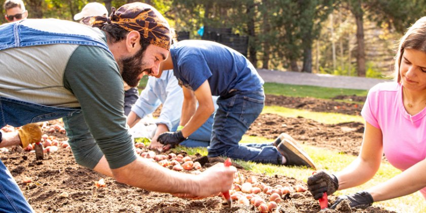Several workers kneeling in a large garden bed, pressing bulbs into dark soil.