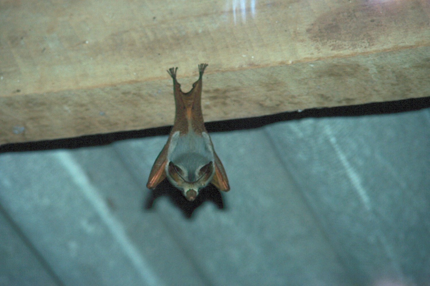 A small brown bat hanging upside down from a wooden plank indoors.
