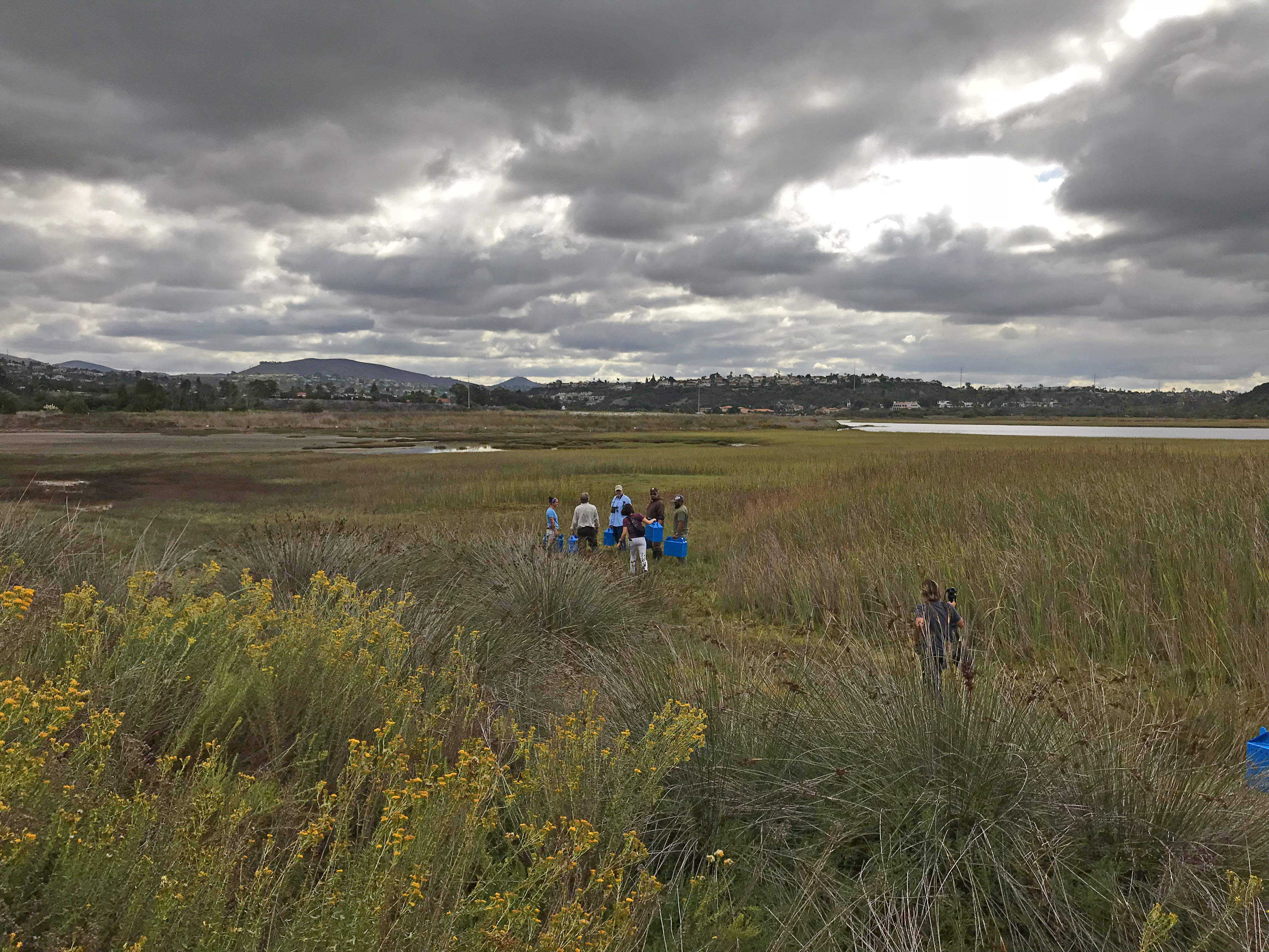 Group of people standing in a coastal marsh at Batiquitos Lagoon, hills in background.