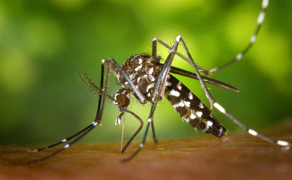 Close-up of a black-and-white striped mosquito feeding on human skin.