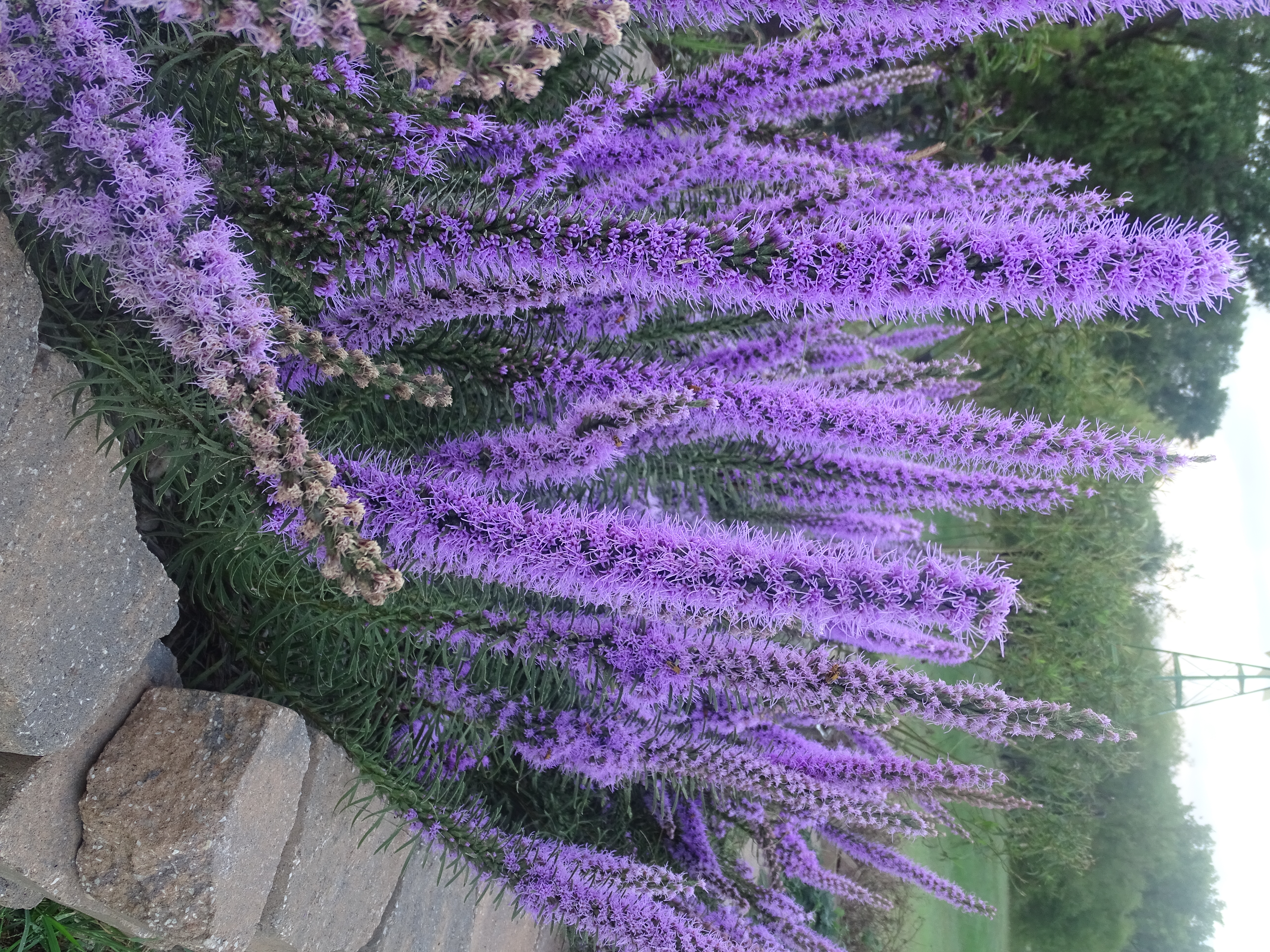 Tall purple flower spikes of gayfeather blooming in a stone-edged garden bed.