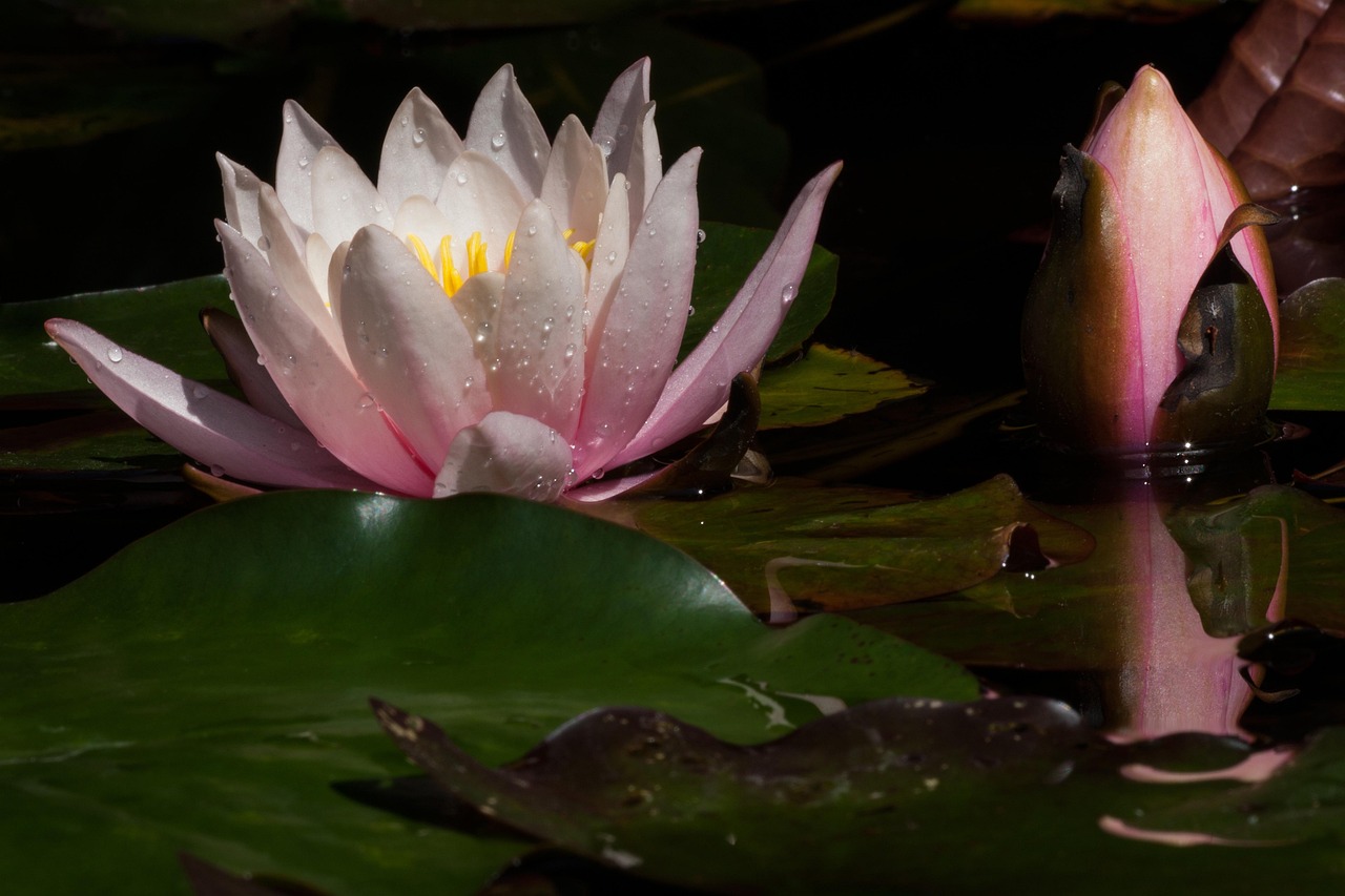 Water lilies, nymphaea, bud, lake rose, aquatic plants, corolla, white, nature, yellow, pink, green, water, pond, reflec