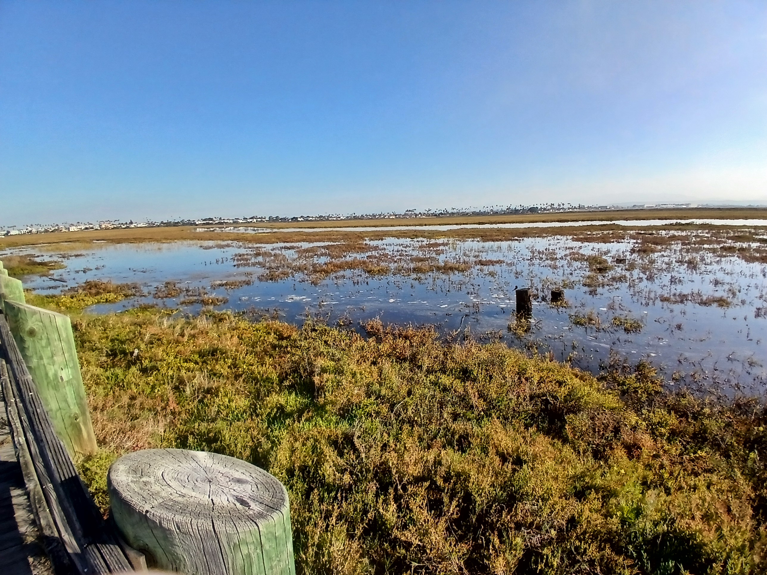 Wetland marsh with standing water, wooden posts, and a boardwalk railing under a clear blue sky.