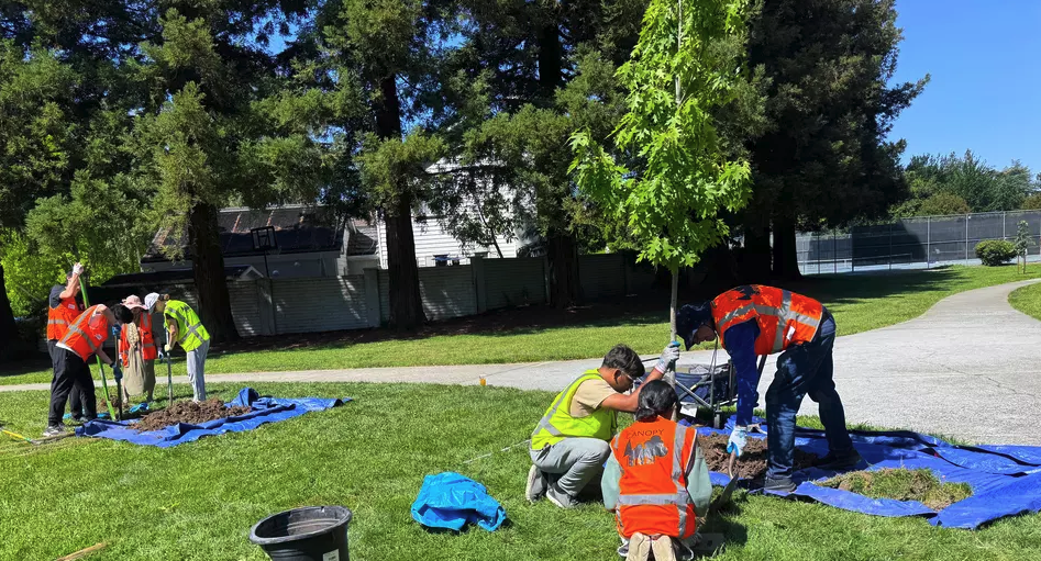 Community volunteers and Canopy staff plant young trees in a grassy park in Mountain View.