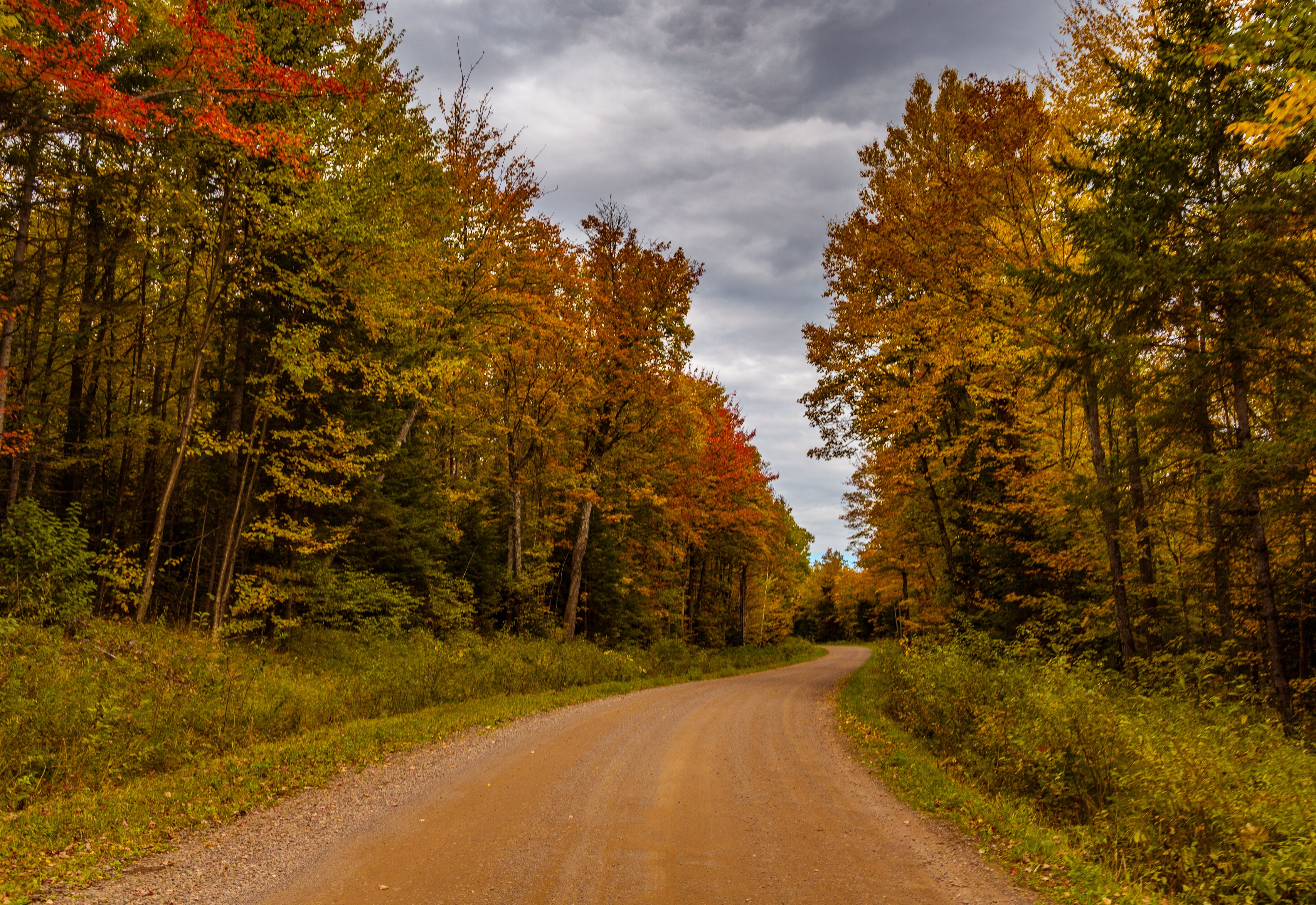Gravel road winding through a forest of vibrant autumn foliage.
