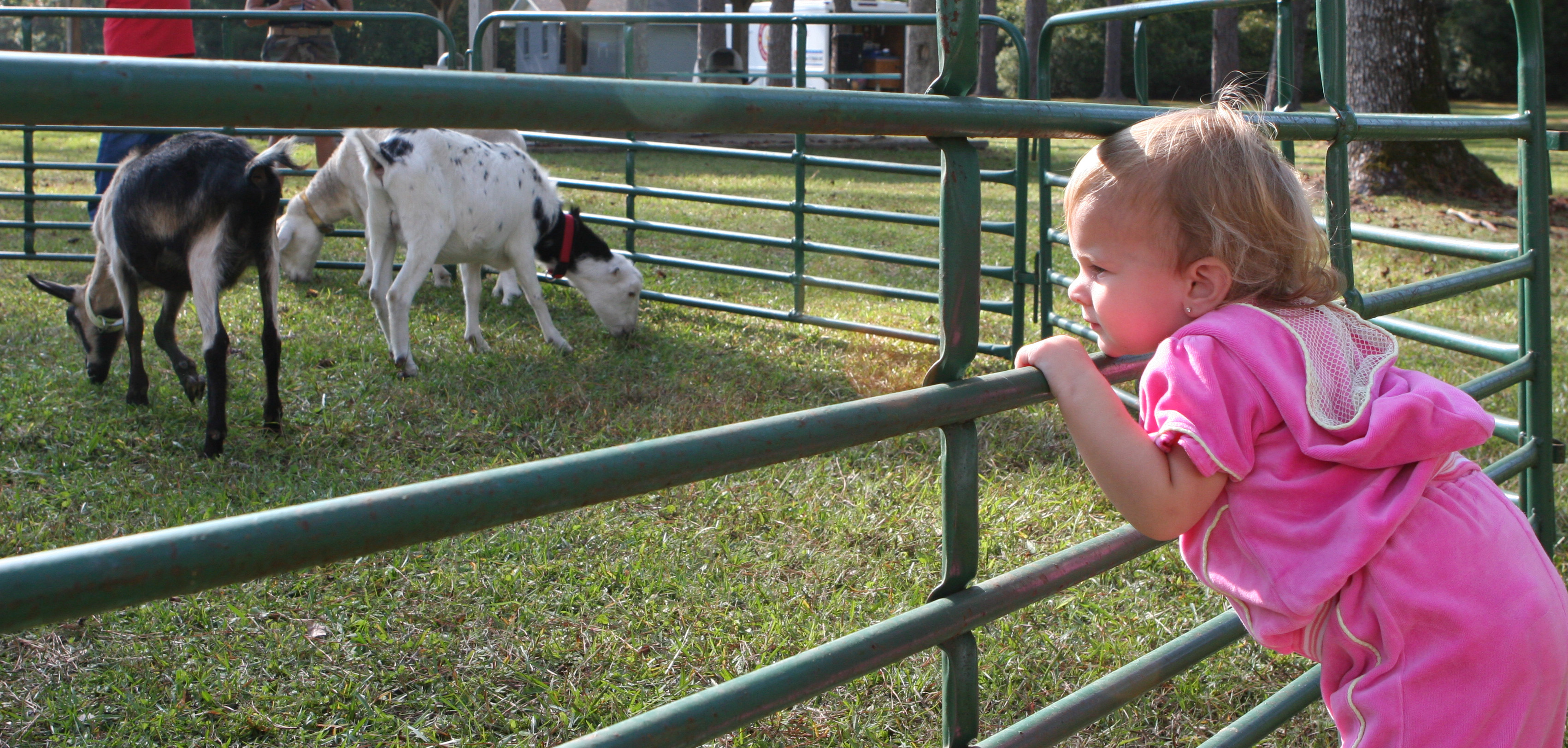 A toddler in pink leans on a green fence watching goats in an outdoor pen.