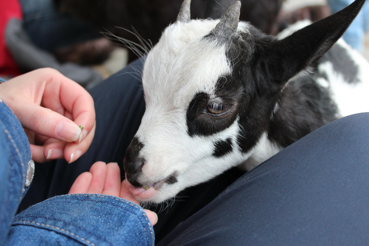 A person hand-feeds a small black-and-white baby goat at an outdoor petting zoo.