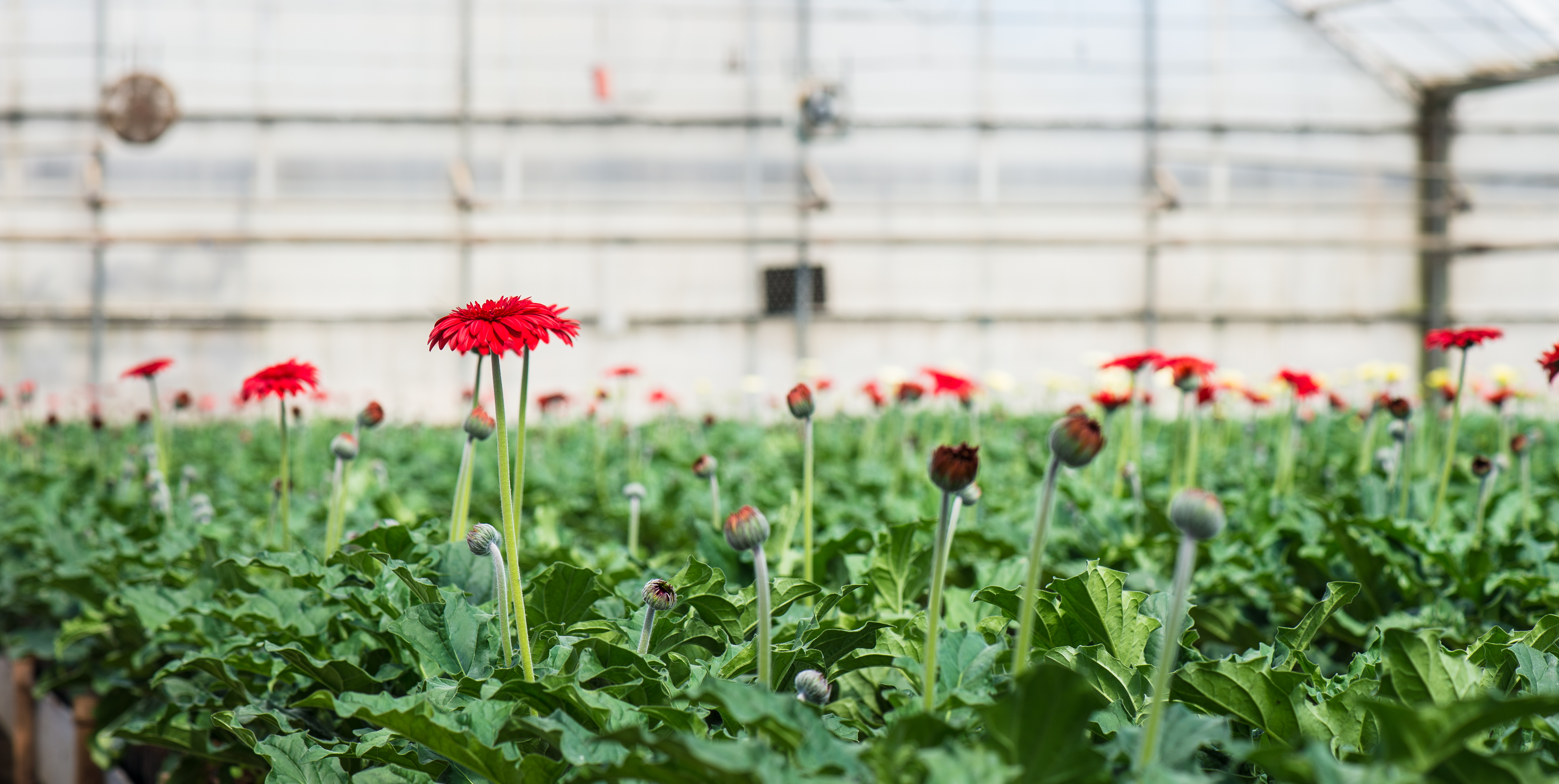 Dense rows of red gerbera flowers in bloom and bud inside a greenhouse.