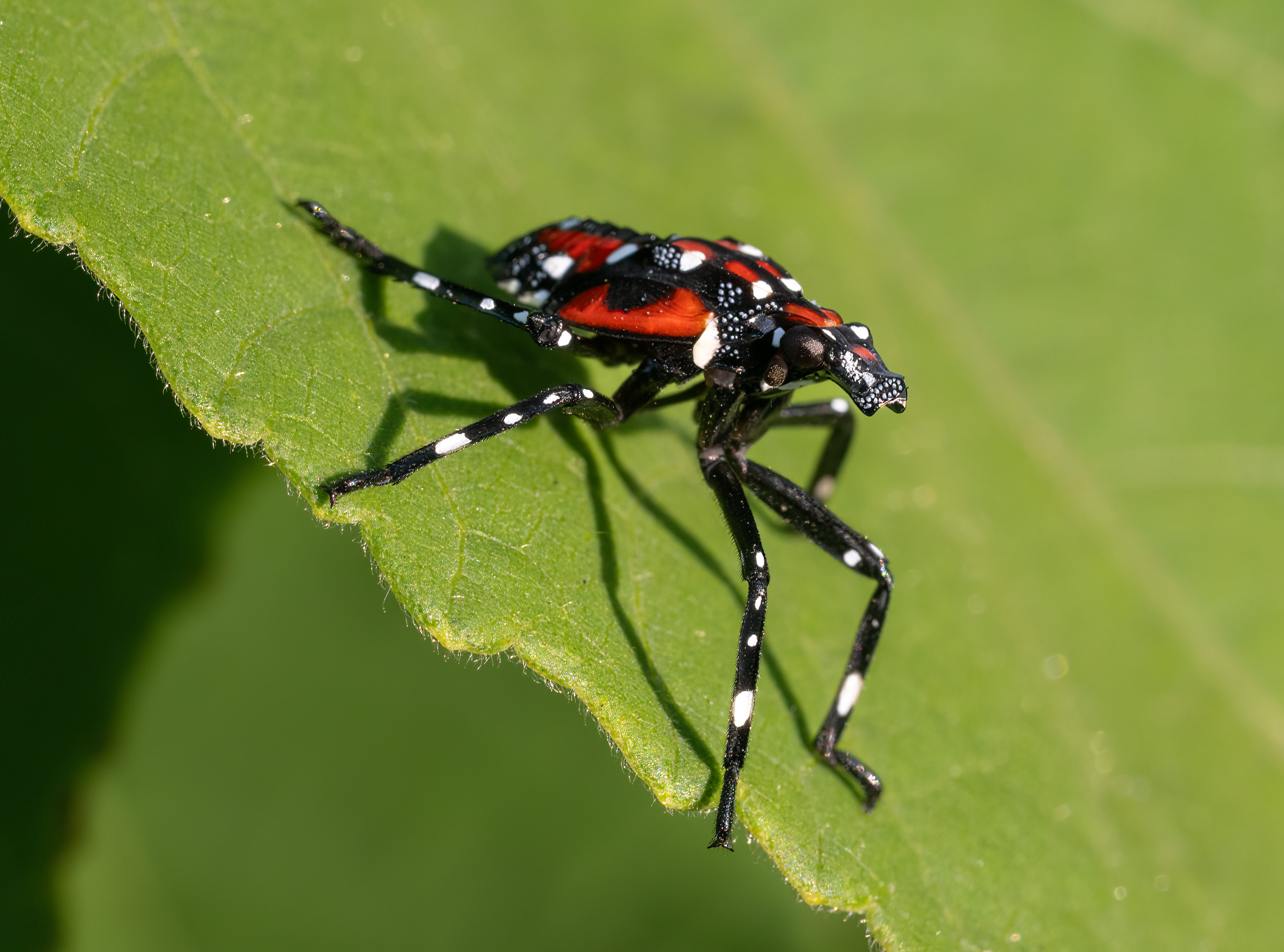 Spotted lanternfly nymph with black body, white spots, and red markings on a green leaf.