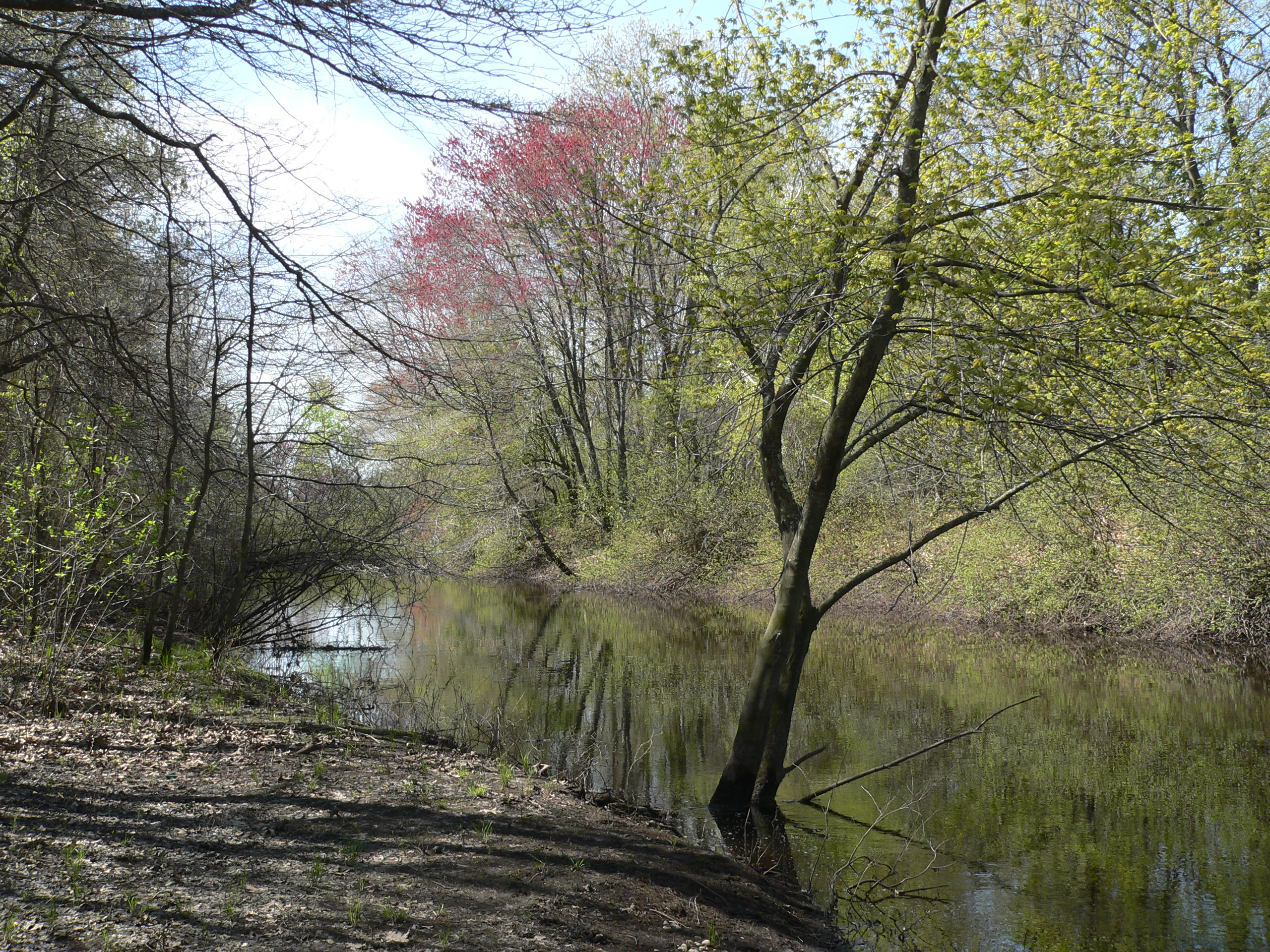 A calm, tree-lined river in early spring with reflections on the water surface.