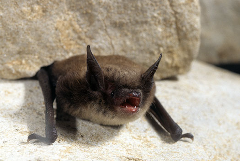 A small brown bat with its mouth open, resting on a pale rock surface.