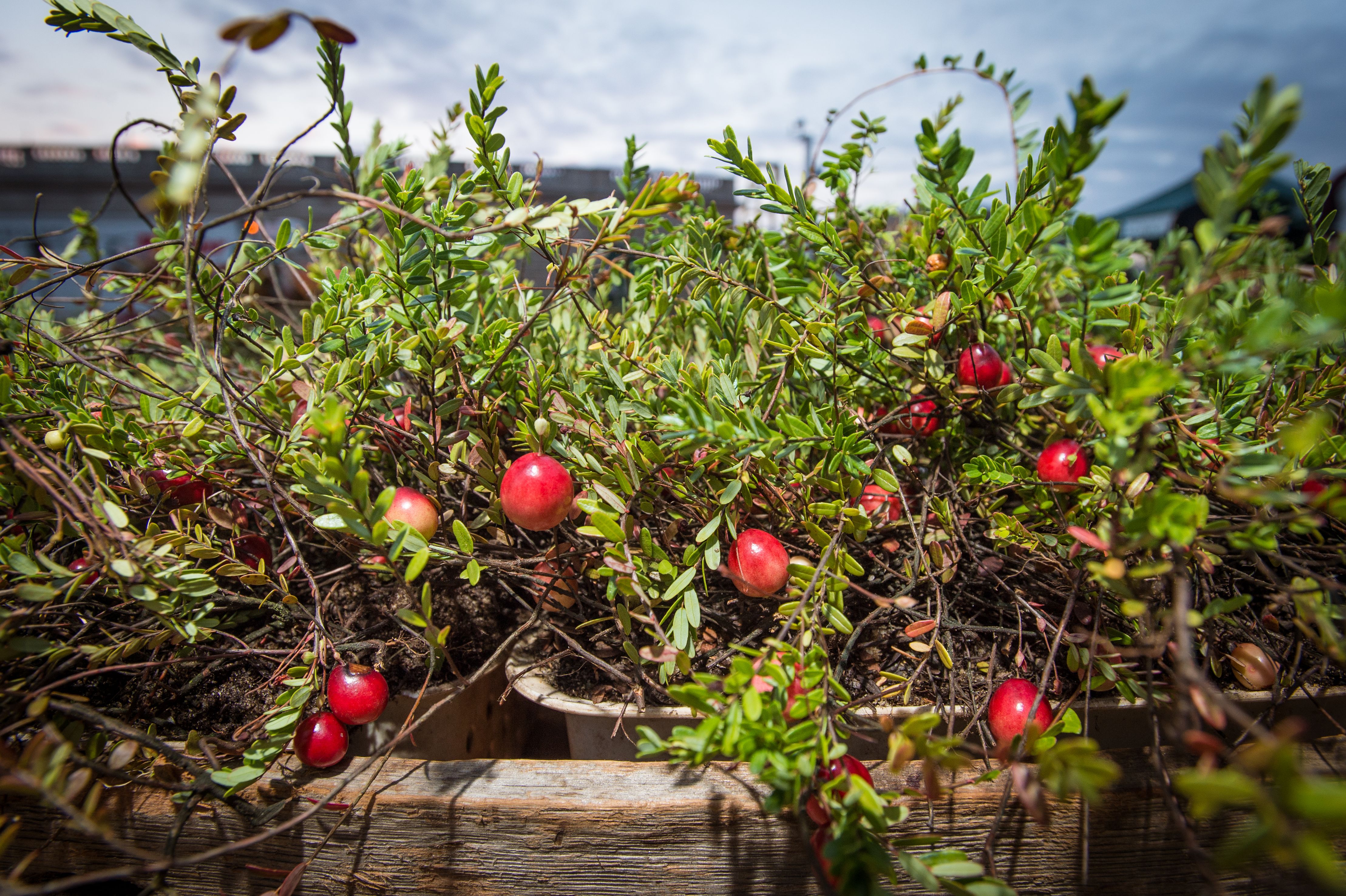 Red berries growing on low shrubs in a wooden planter box outdoors.
