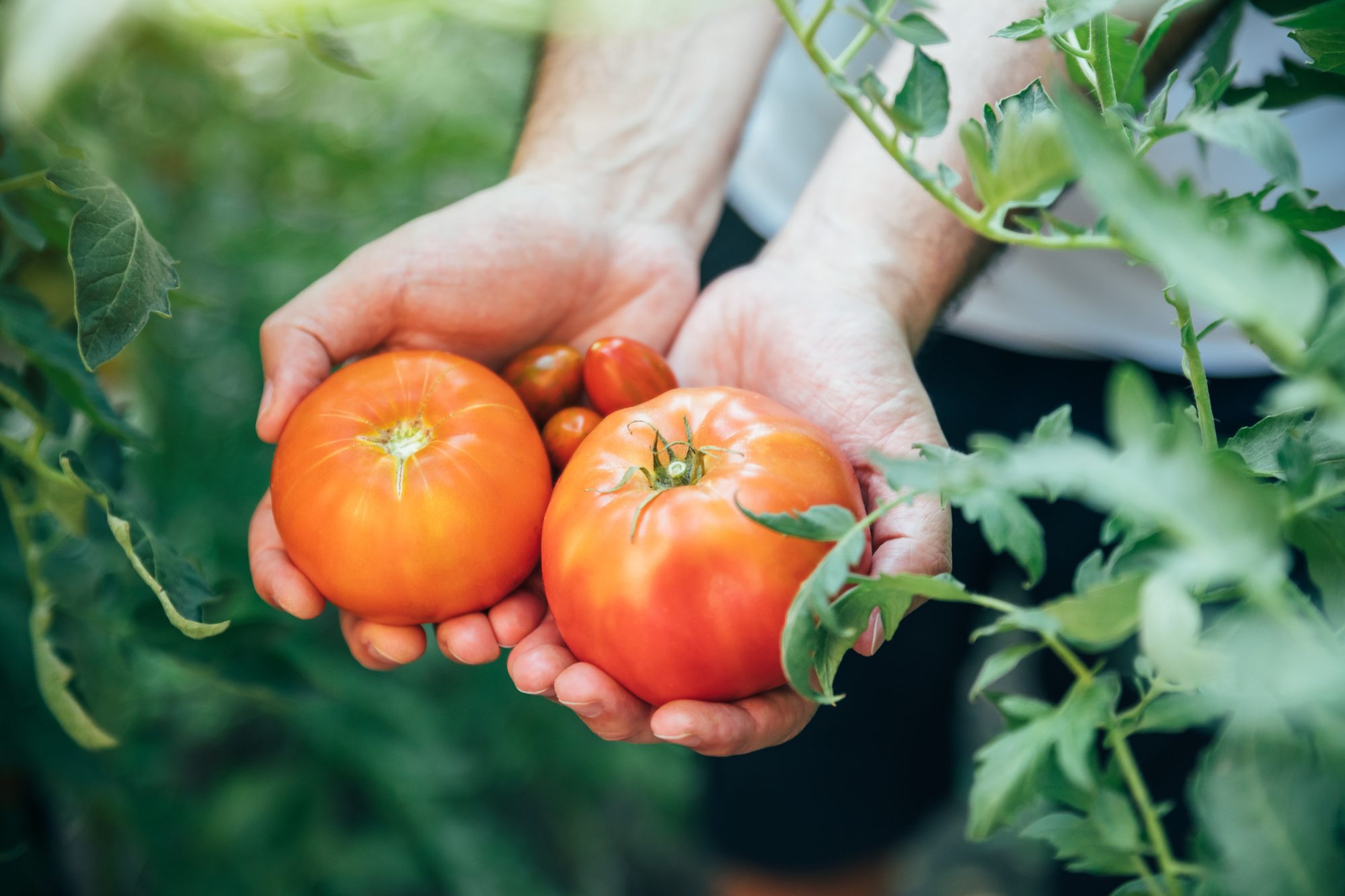 Hands holding tomatoes from home garden