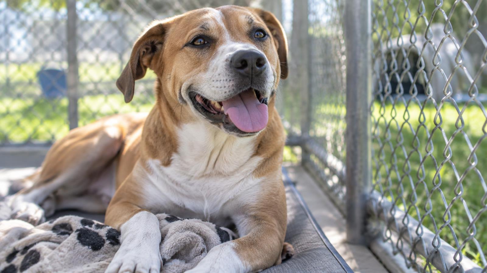 A dog resting inside an outdoor kennel enclosure with chain-link fencing.