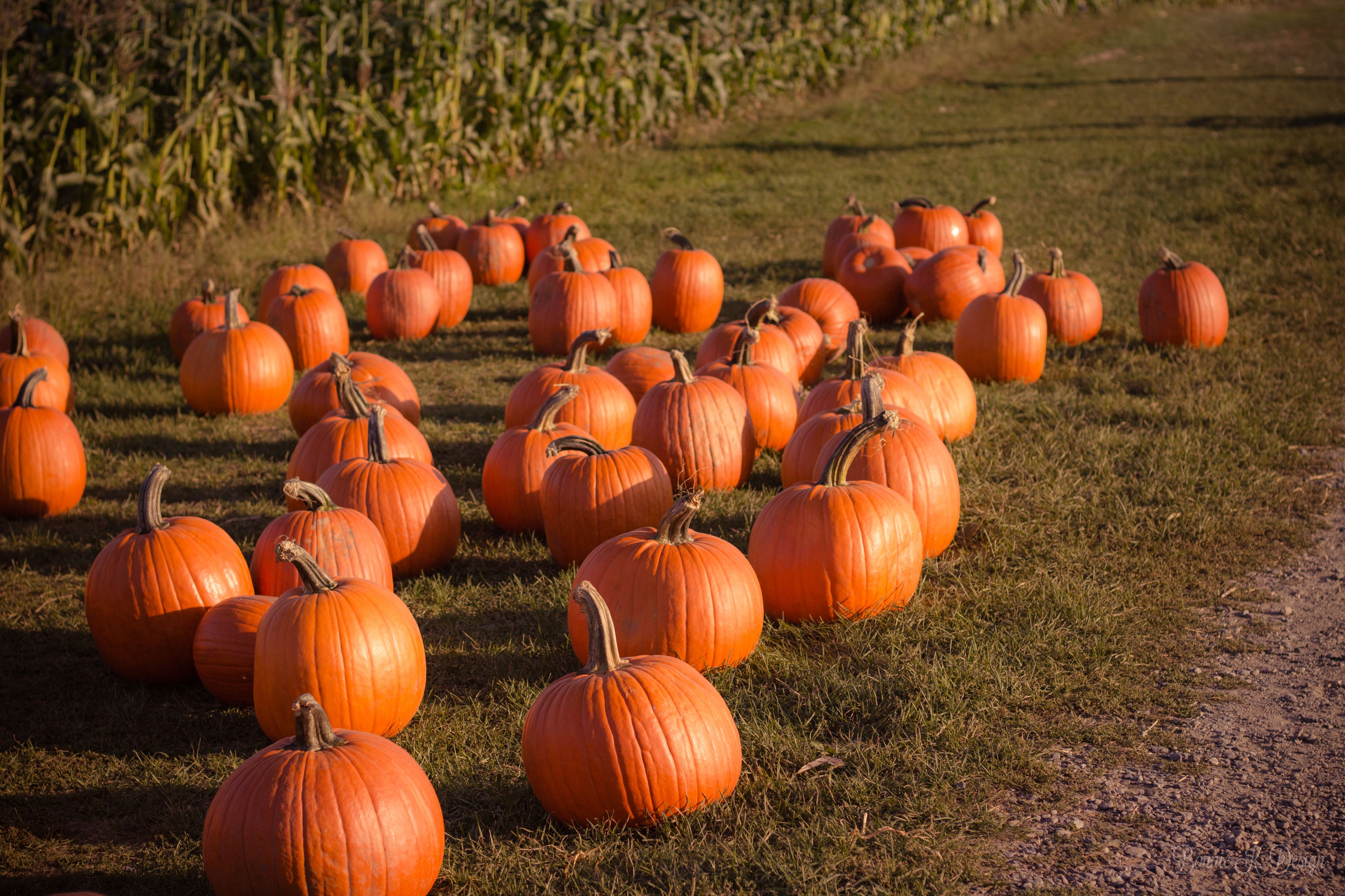 Rows of orange pumpkins on a grassy field in front of a cornfield.