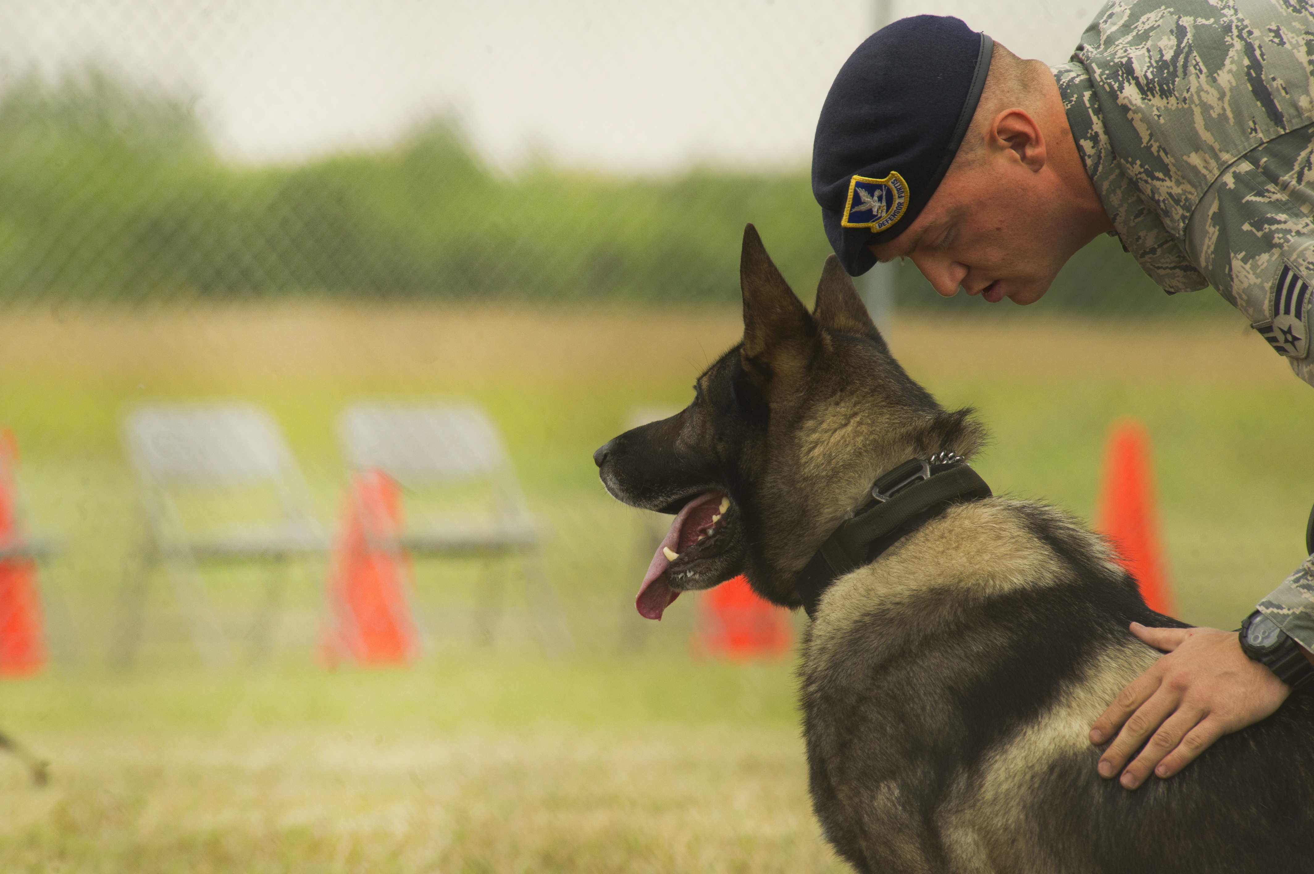A uniformed handler leans close to a German Shepherd working dog outdoors near orange cones.