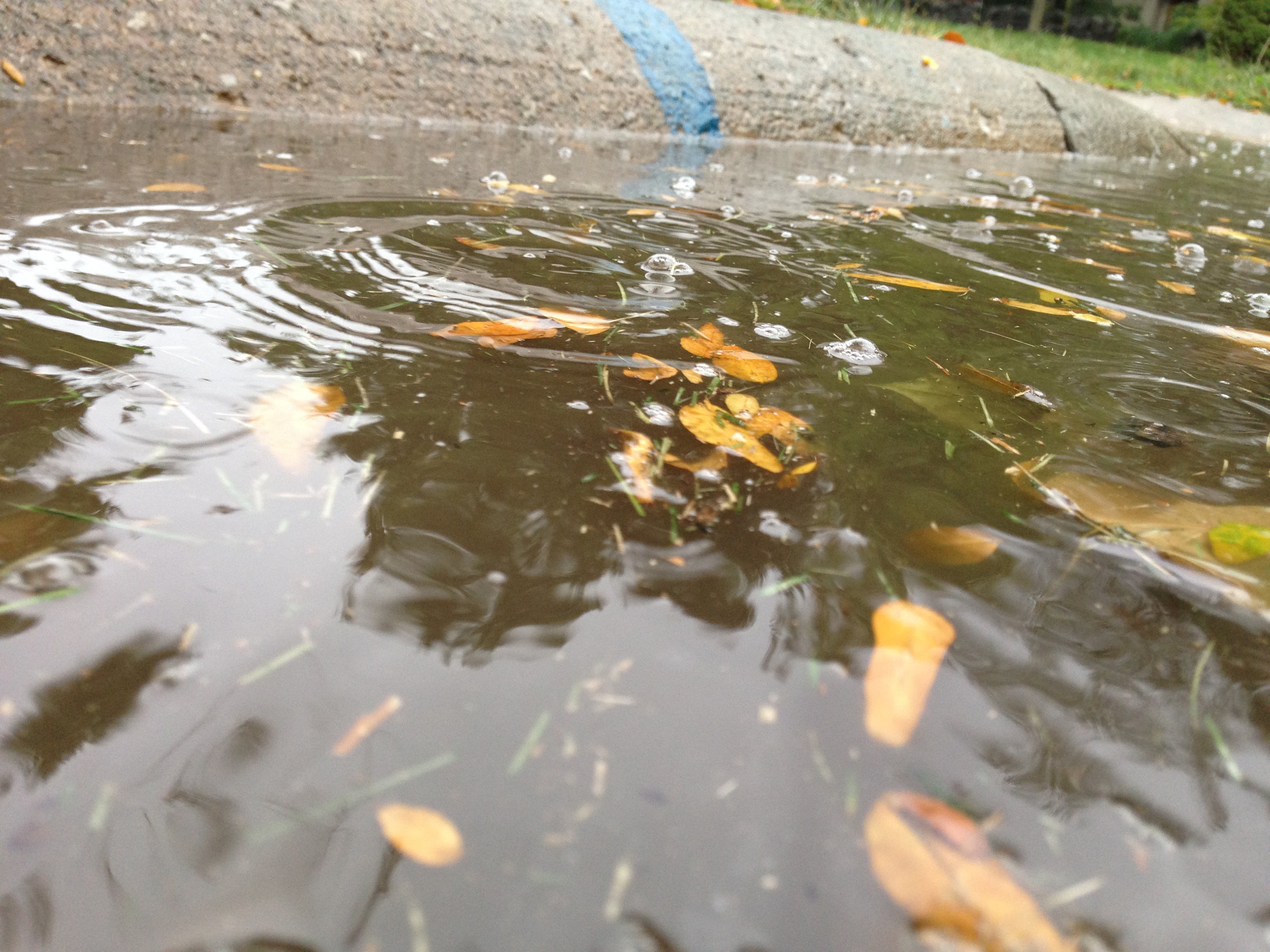 Close-up of a rain puddle with floating leaves and ripples near a curb.