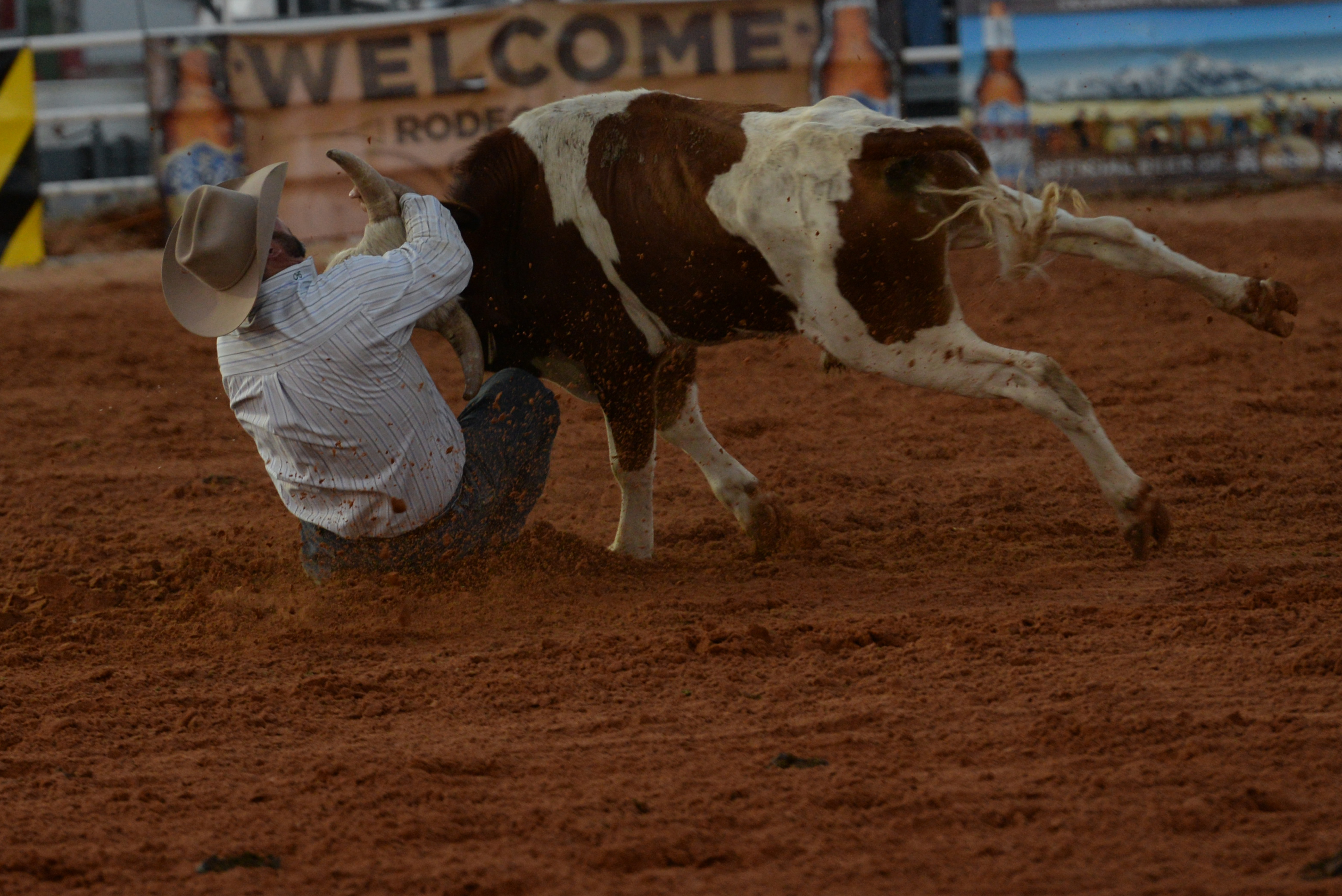 Cowboy in white hat wrestles a steer to the ground in a dirt rodeo arena.