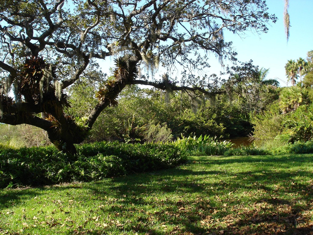 Sarasota florida, river, tree, organic, agriculture, outdoors, environment, trunk, leaves, branches, nature