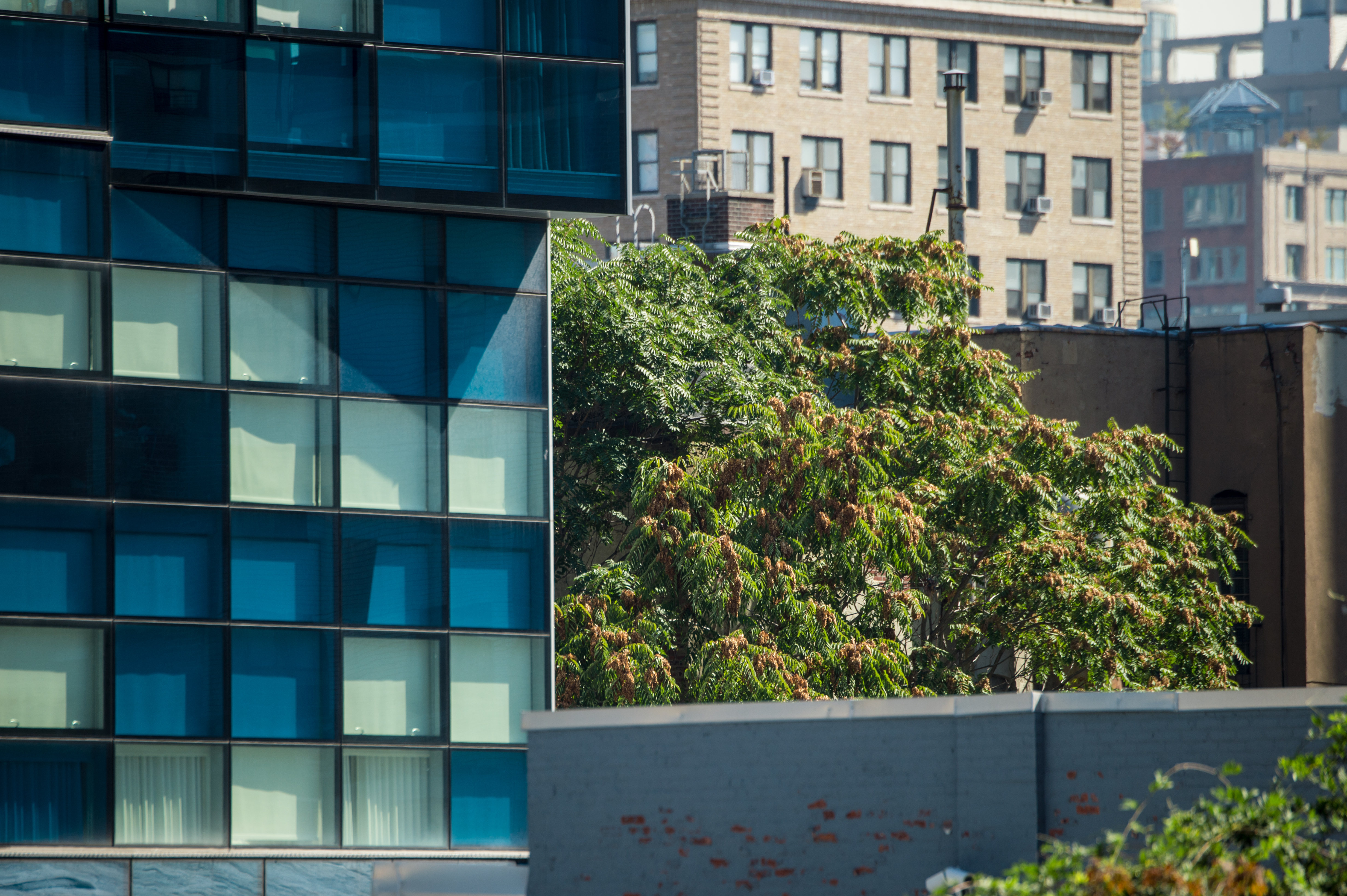 Trees with green and reddish foliage growing between glass and brick city buildings.