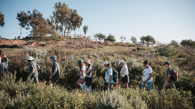 A line of adults in hats walks along a hillside trail through low shrubby vegetation.