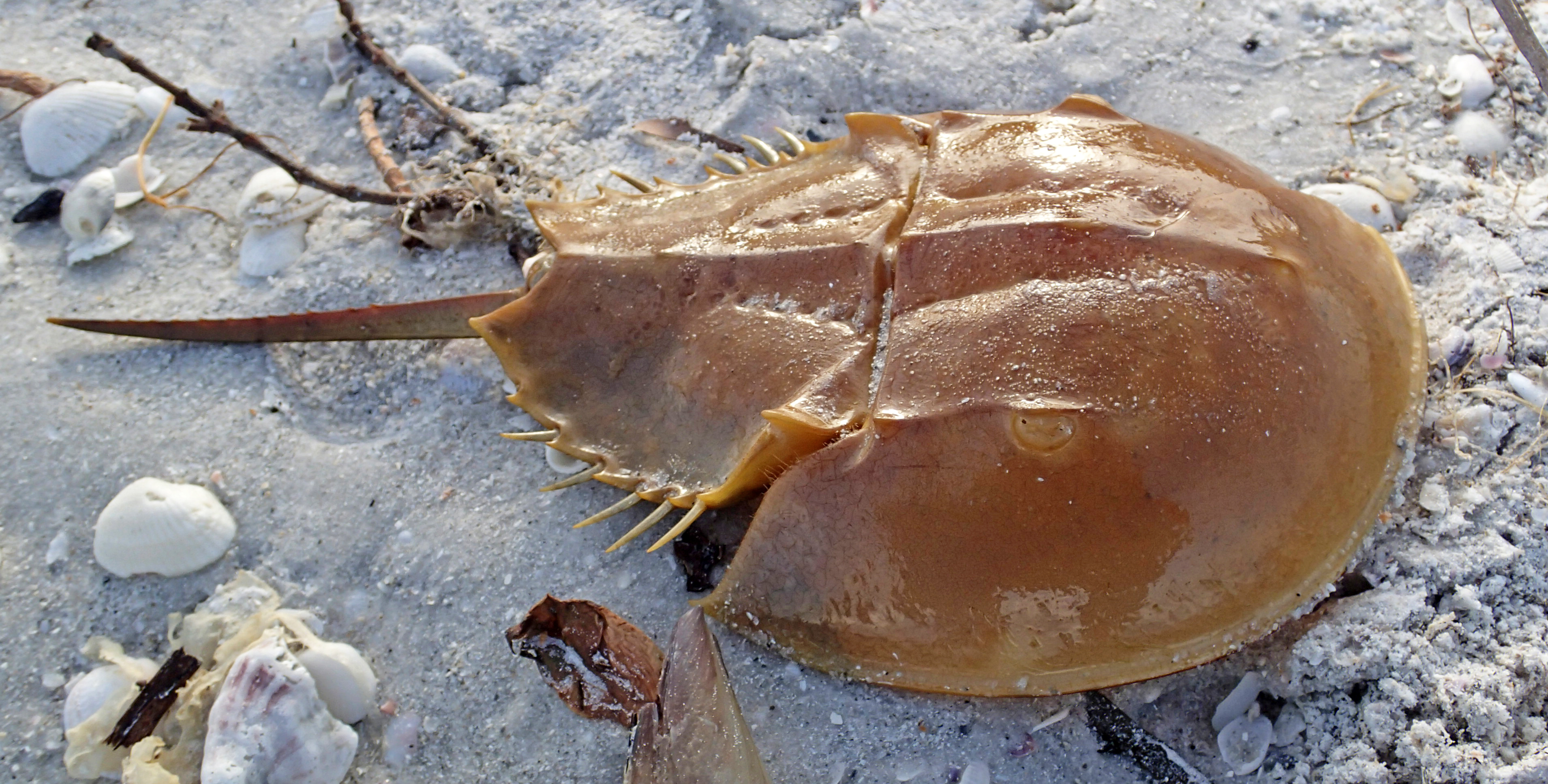 Atlantic horseshoe crab with domed shell and tail spike resting on sandy beach.