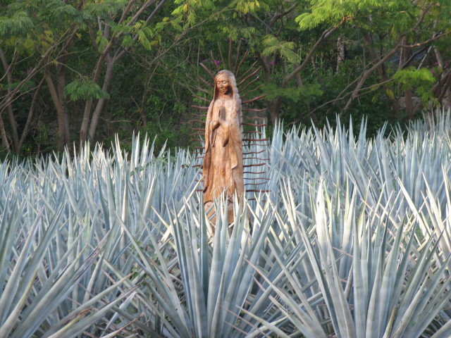 Rows of spiky blue agave plants with a carved wooden statue in an outdoor field.