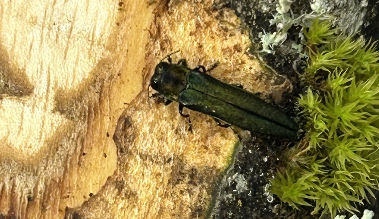 Metallic green beetle resting on the surface of pale exposed wood.