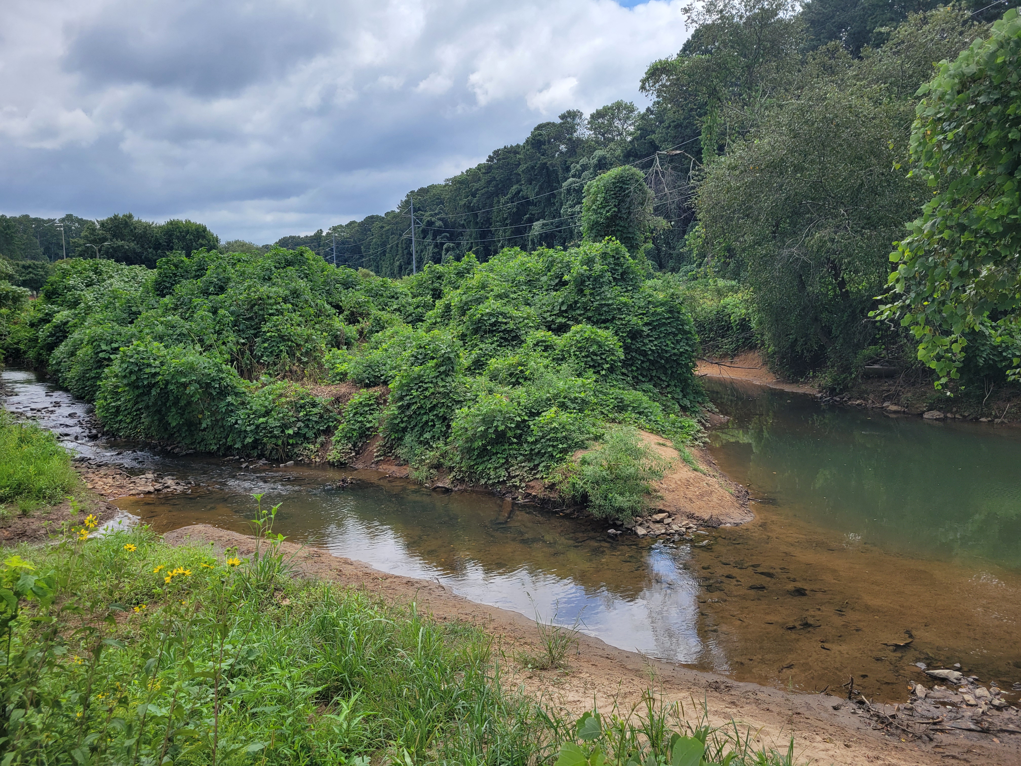 Two creeks converge in a wooded area, one stream clear and the other murky green