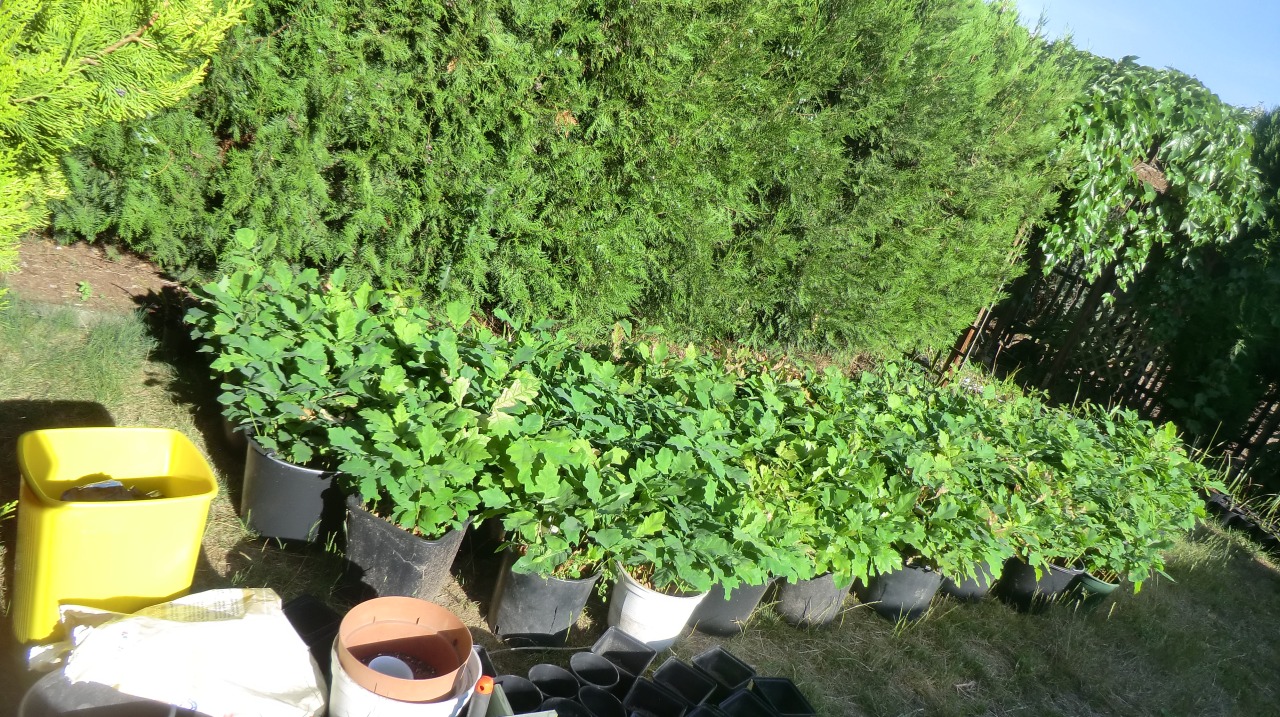 Rows of young tree seedlings growing in white and gray buckets along a garden hedge.
